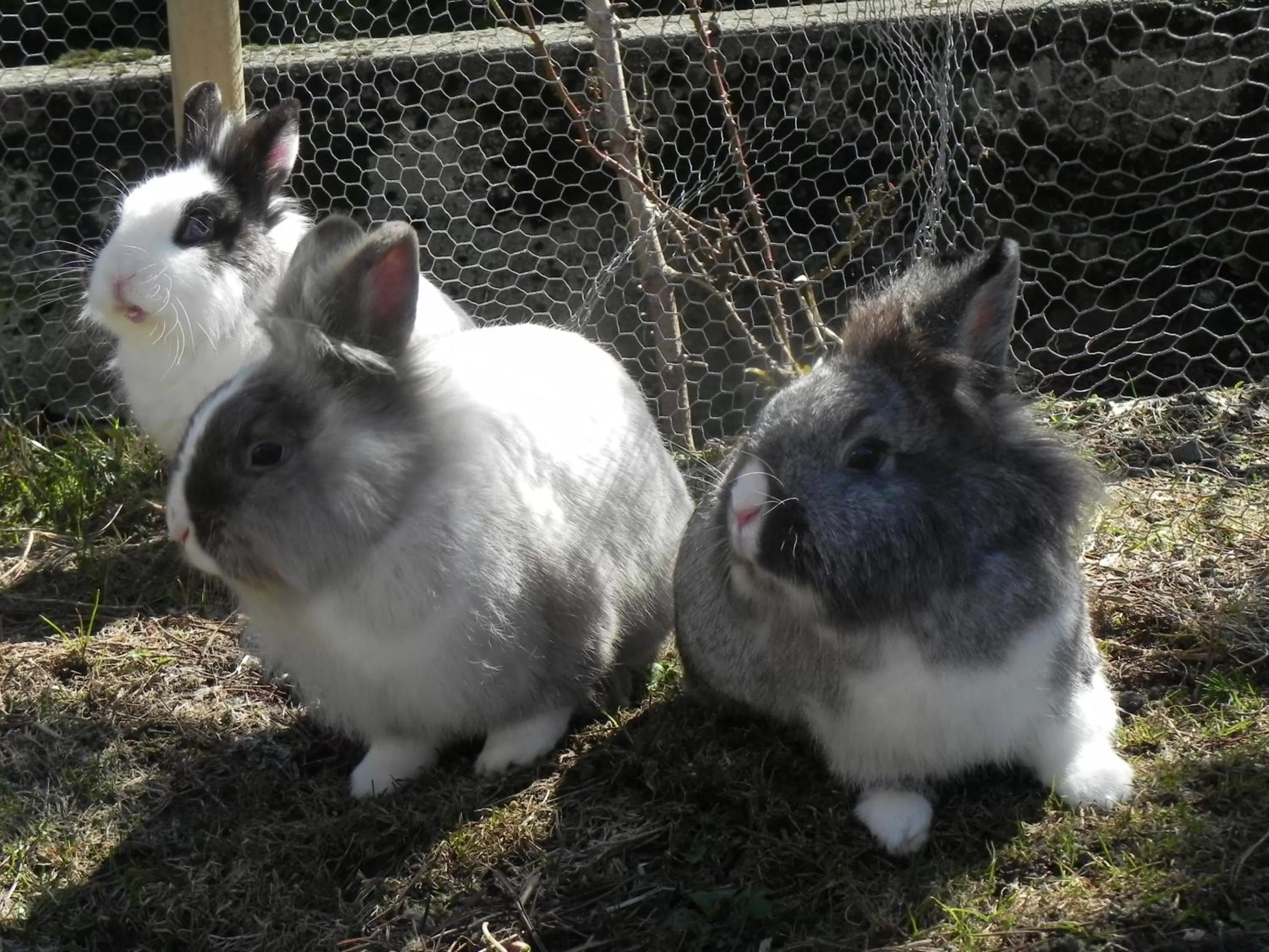 Animals in Hotel Tschuggen