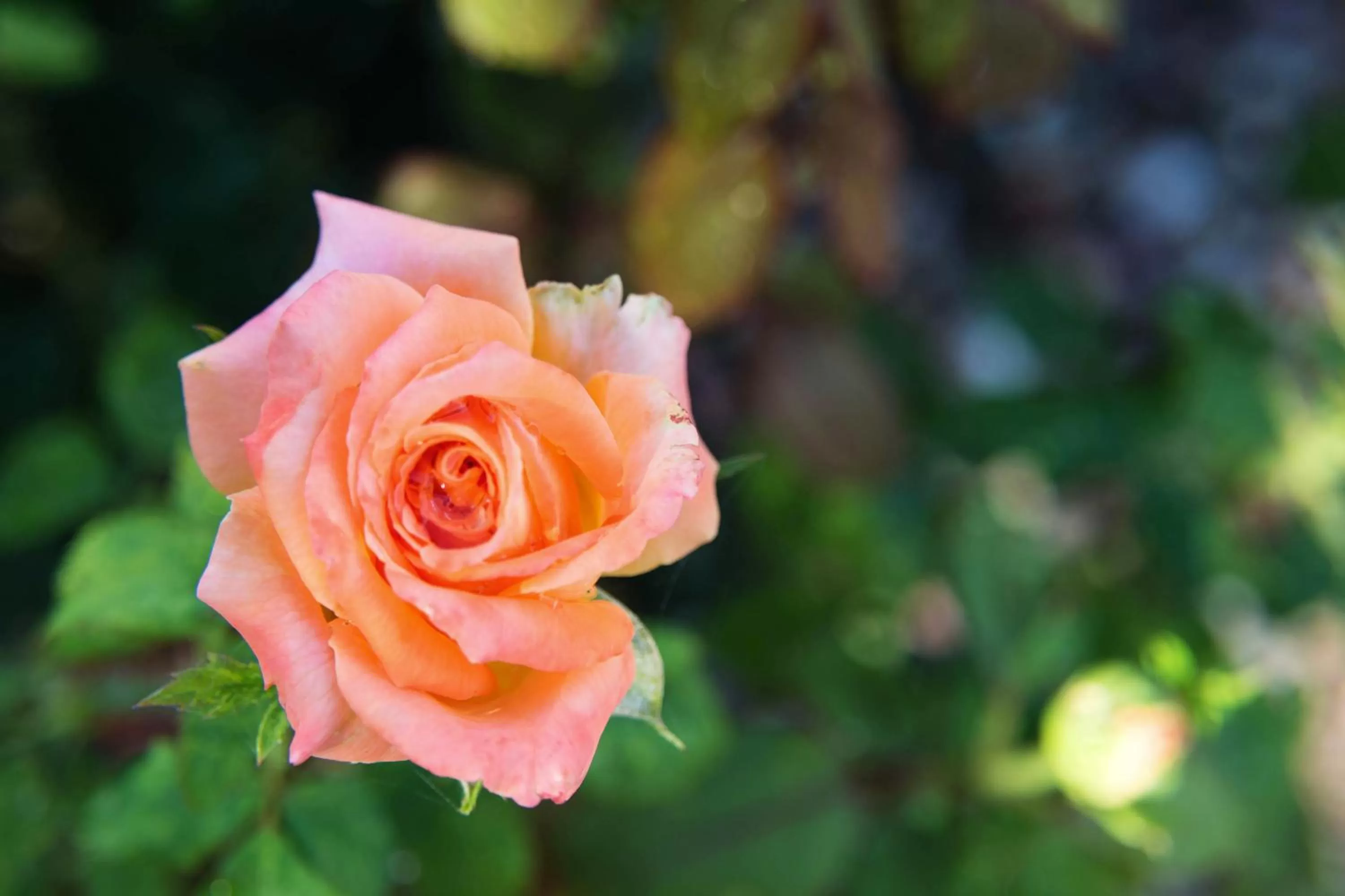 Garden in Forest Villas Hotel