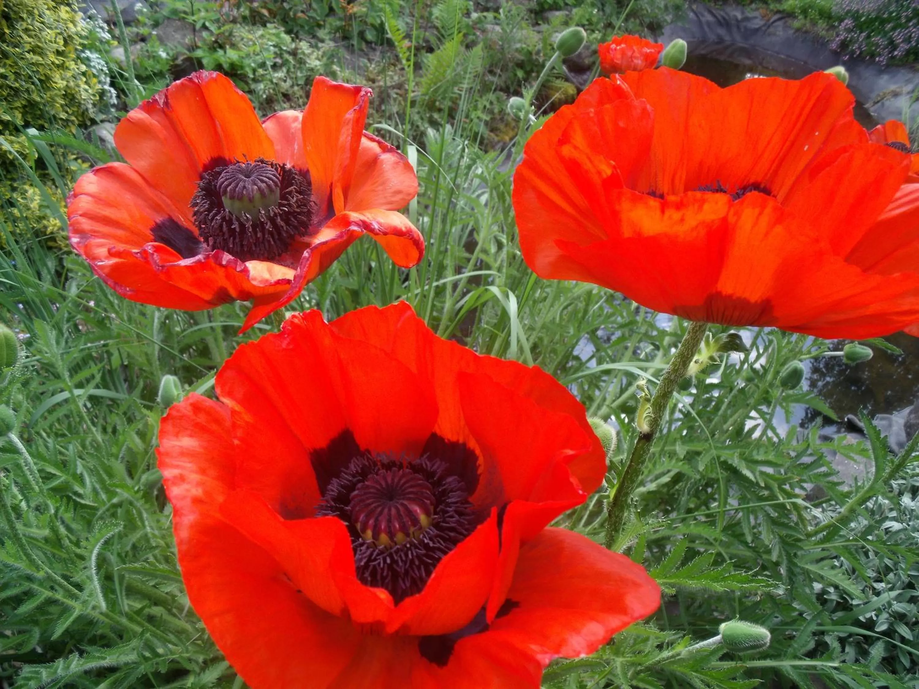 Garden view in Secret d'une Nuit a vicq prės de valenciennes,onnaing,saint saulve avec piscine , jaccuzi