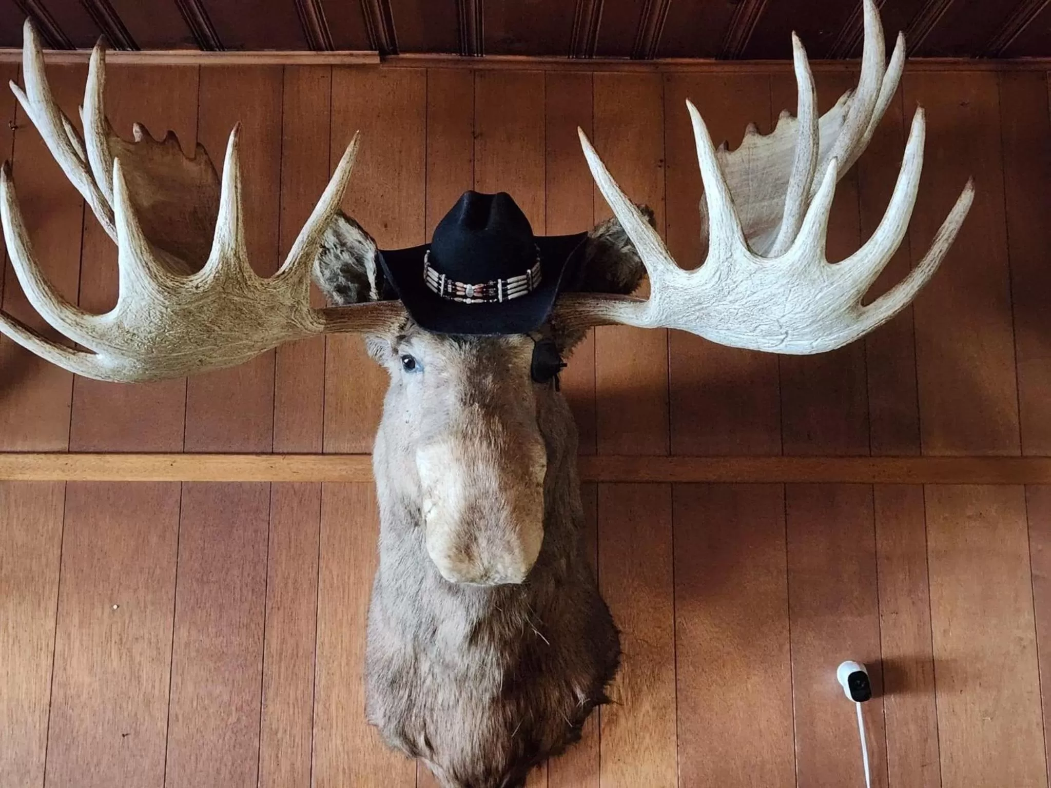 Lounge or bar, Other Animals in Tolsona Lake Lodge