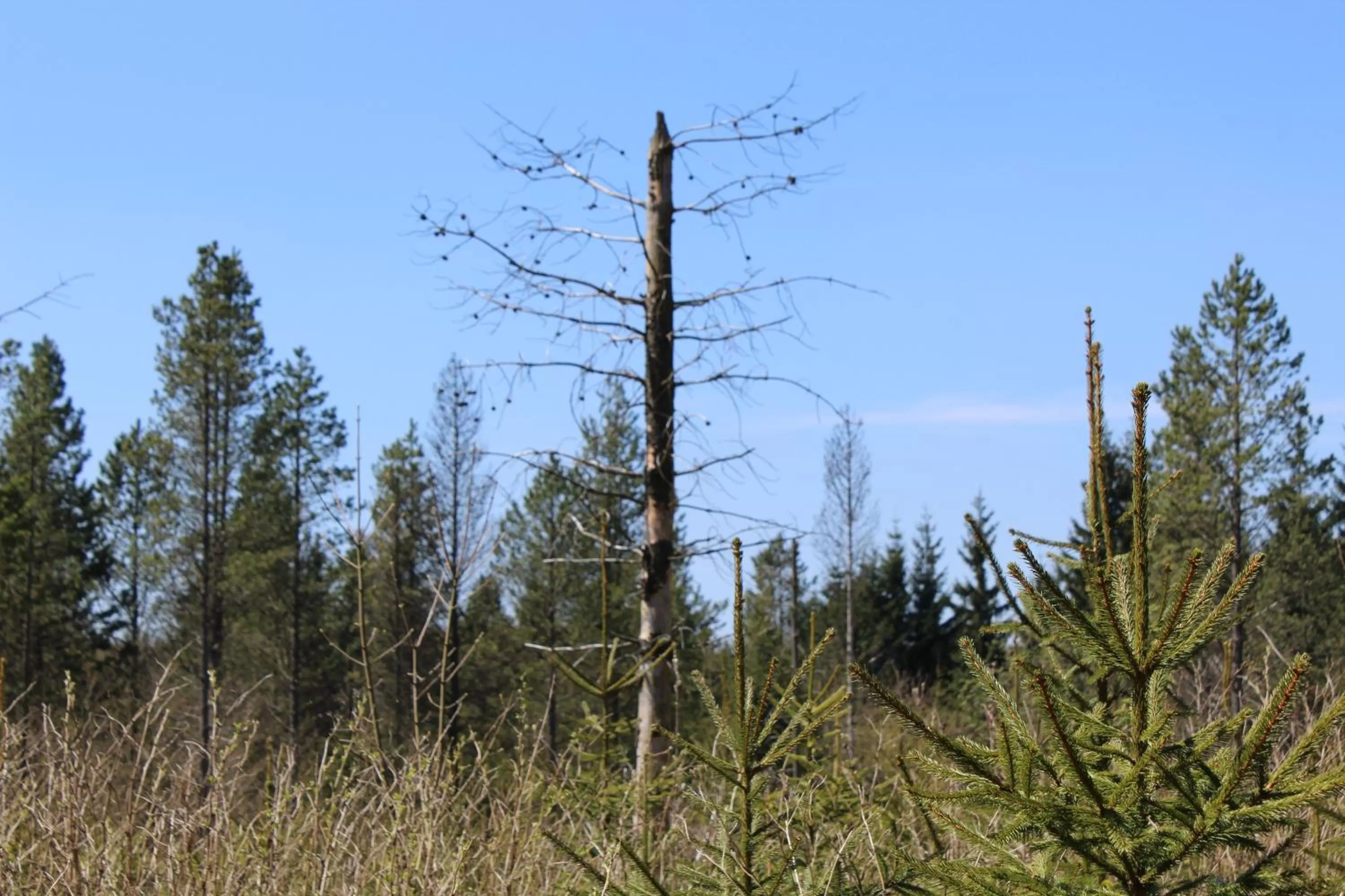 Natural Landscape in Waldgasthof Bad Einsiedel