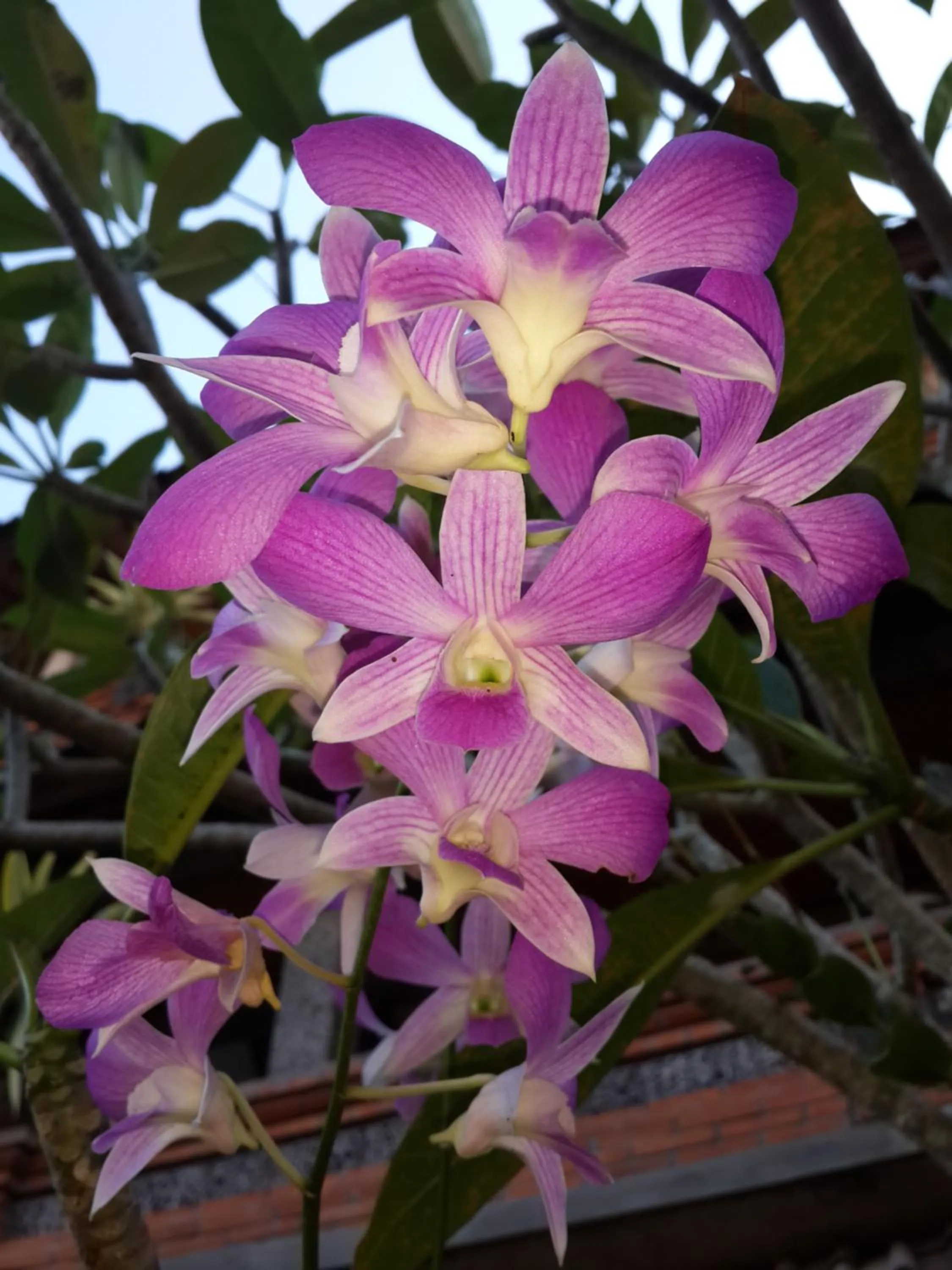 Garden in Kun - Kun Guest House Ubud