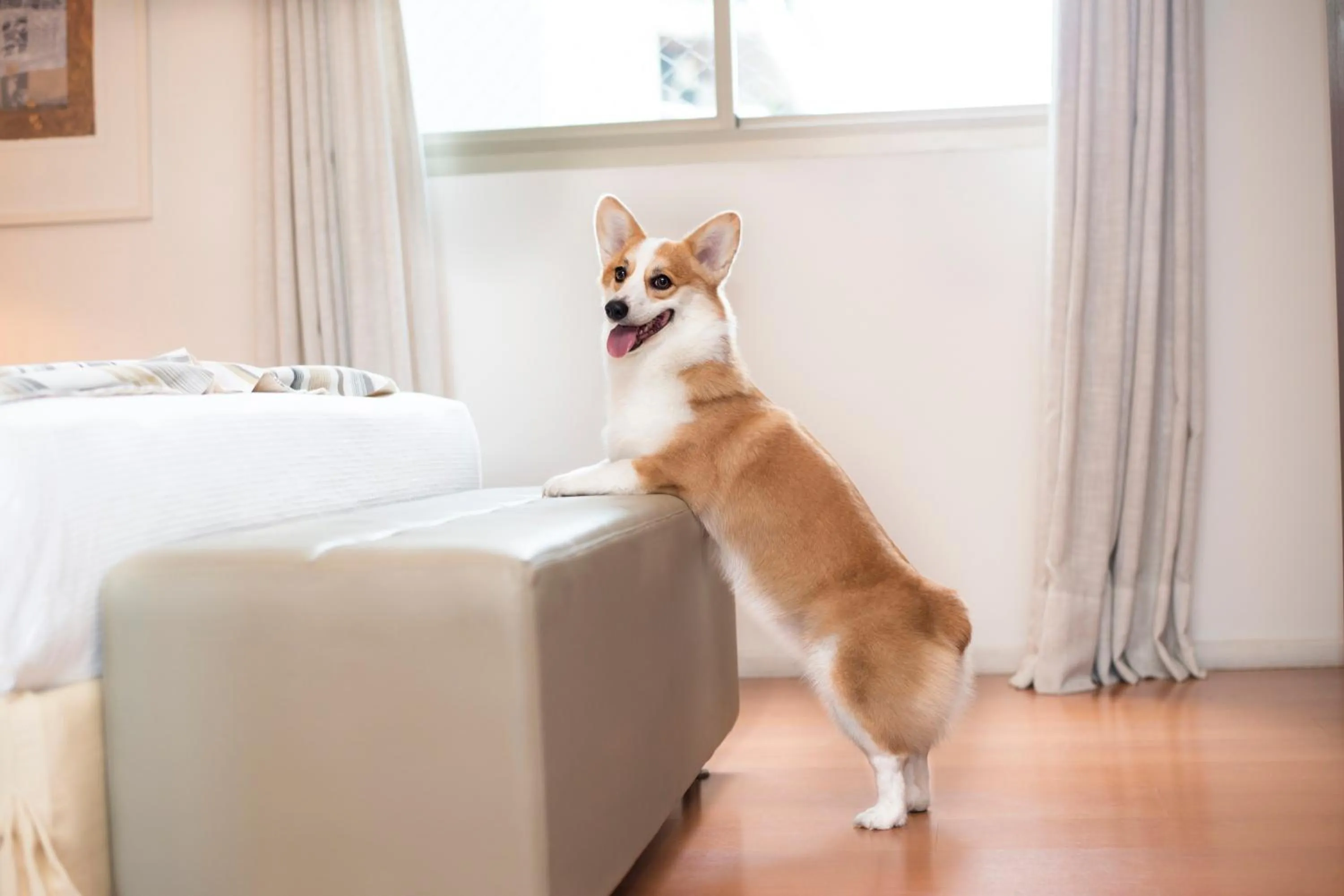 Pets in eSuites Spa Lagoa Santa