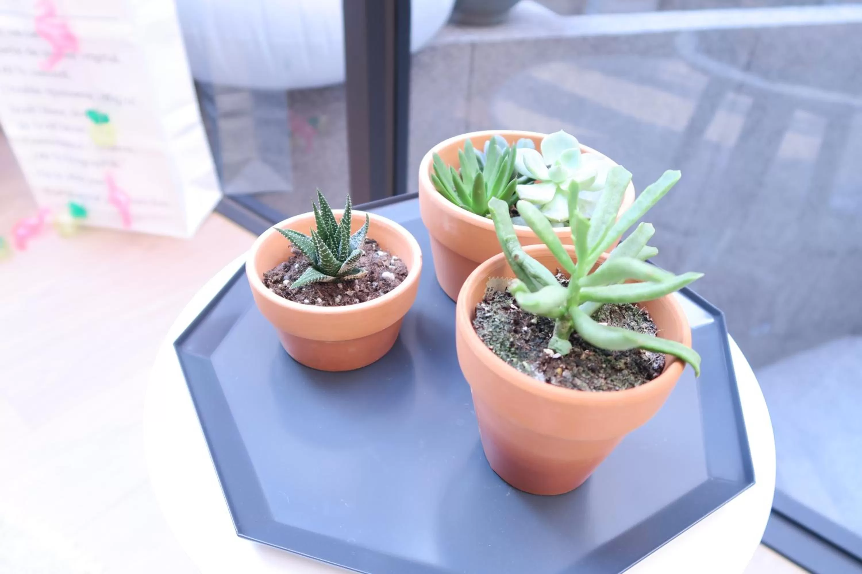 Garden view in Greenight Hotel