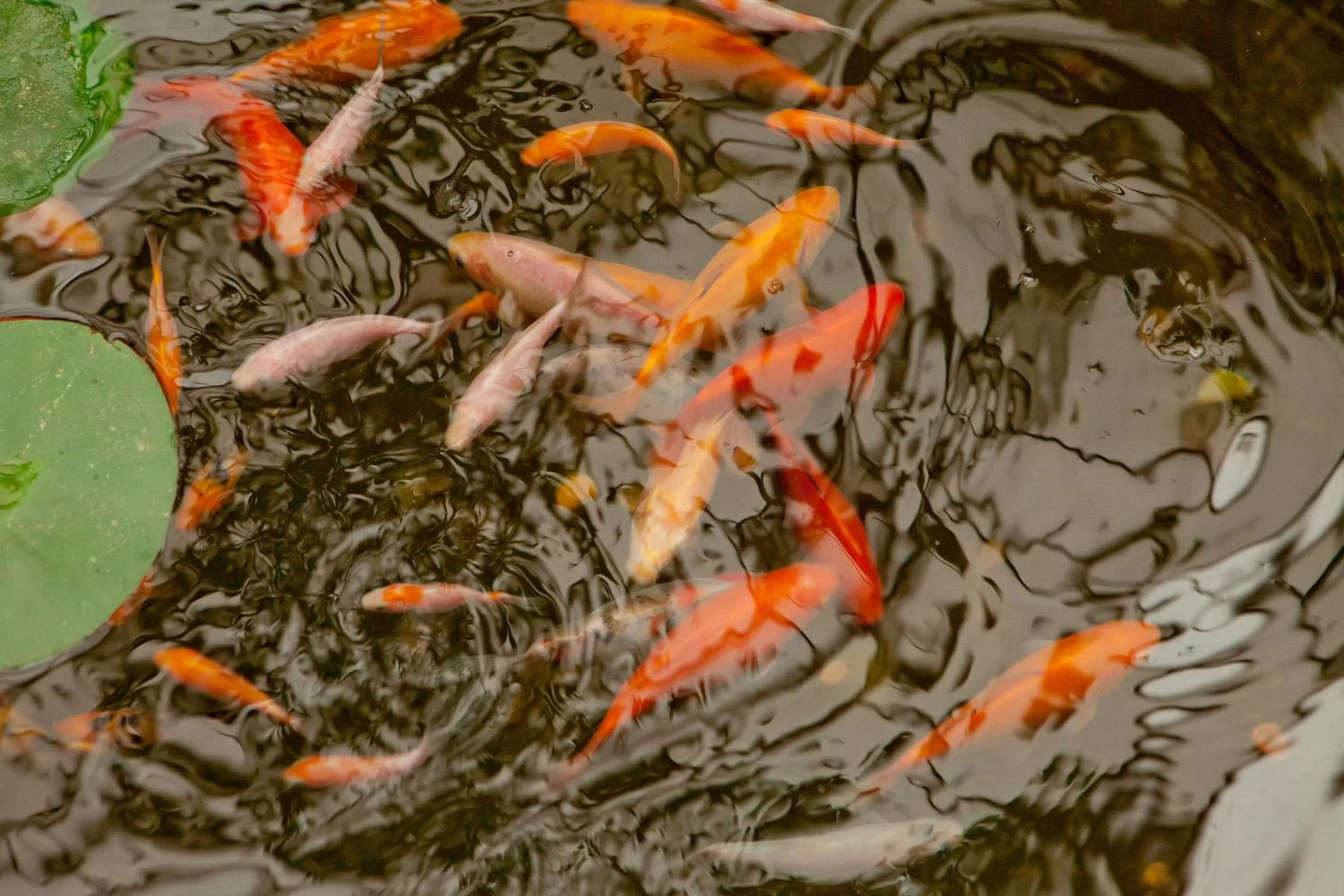 Restaurant/places to eat in Hotel Niky