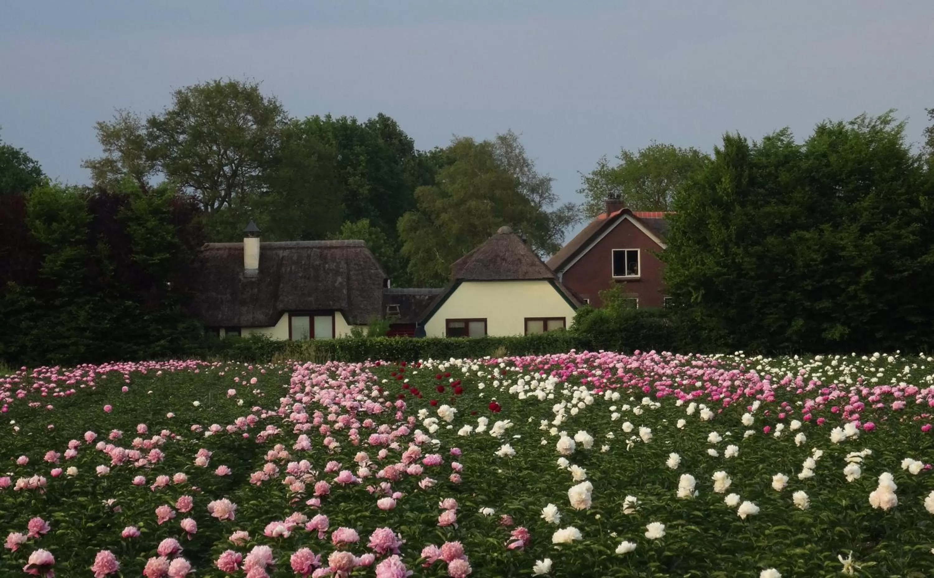 Natural landscape in Brinkesdiek