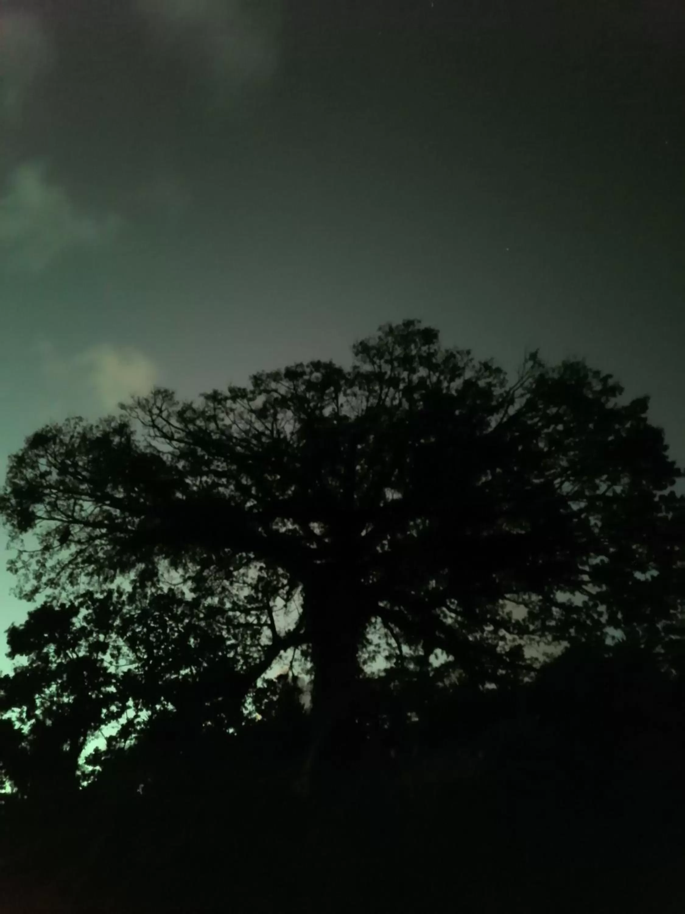 Natural landscape in La Ceiba Tree Lodge