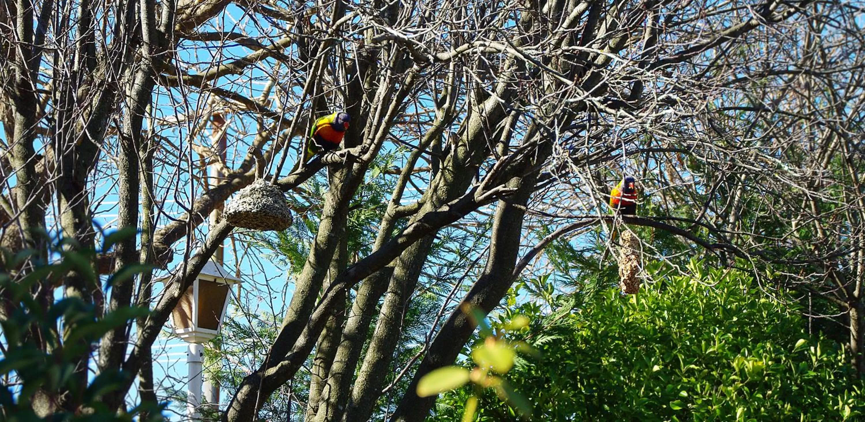 Spring in White Lanterns Motel