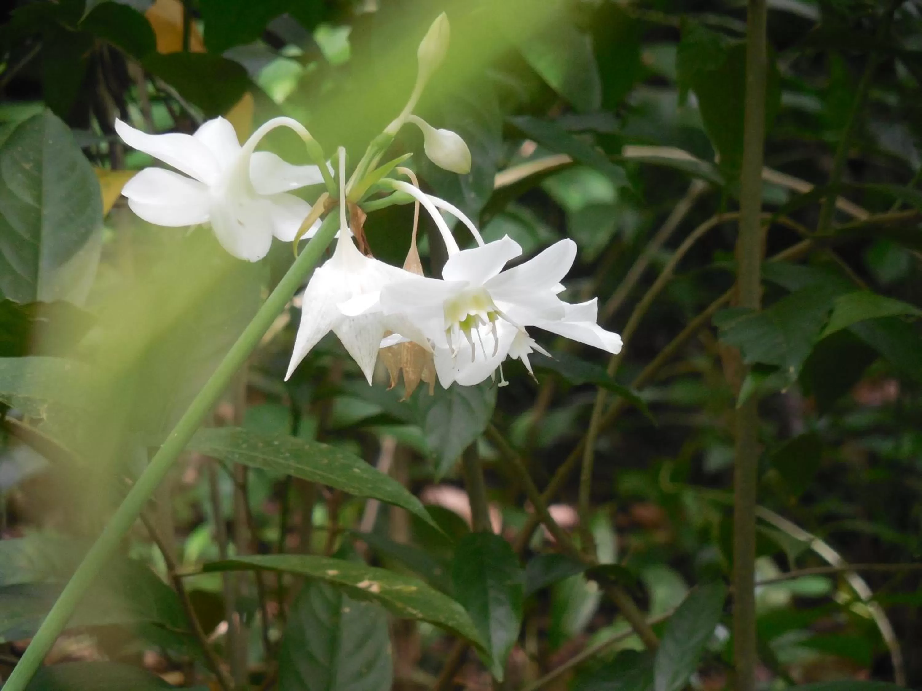 Garden in Le leopard d 'argent