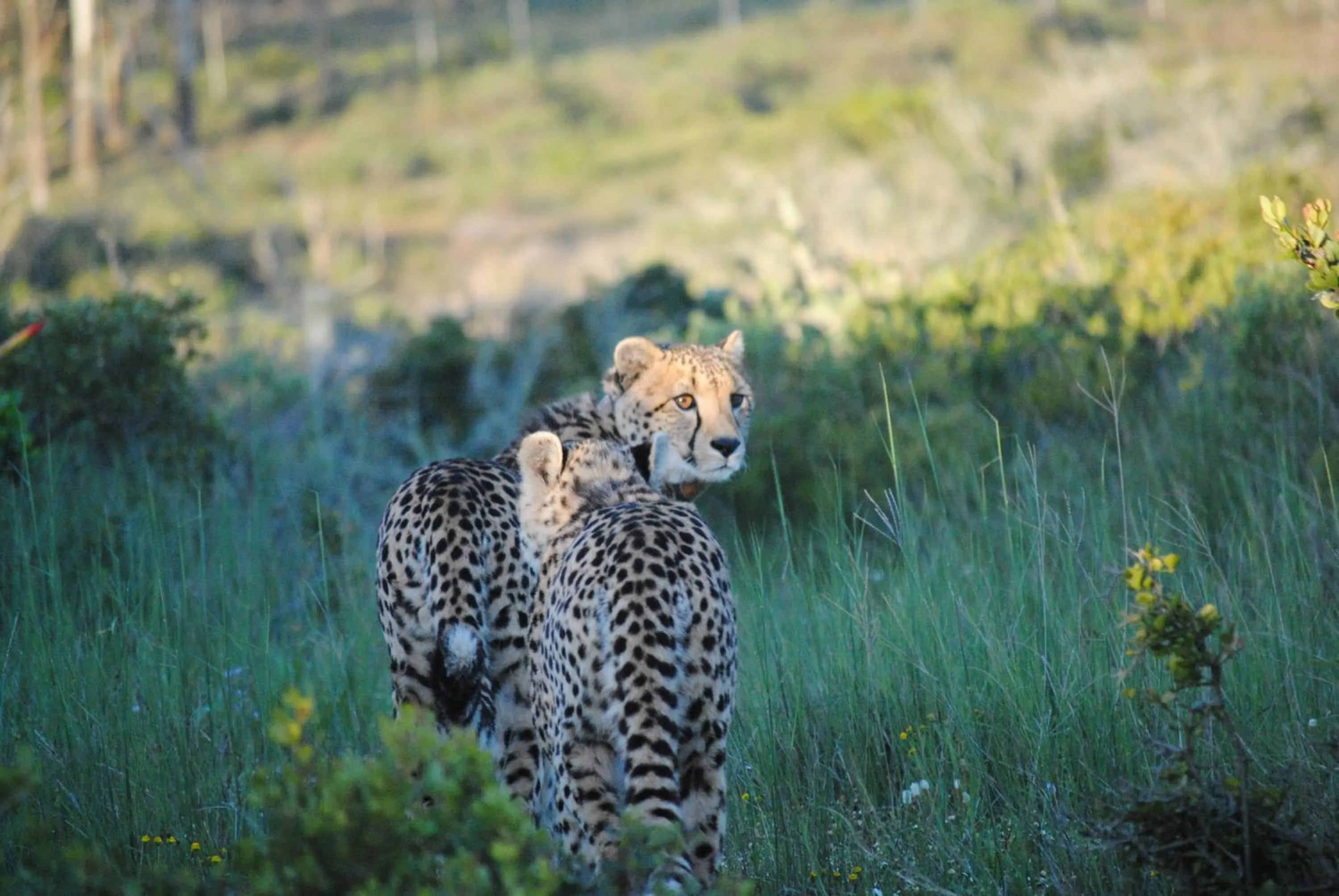 Natural landscape in Garden Route Game Lodge