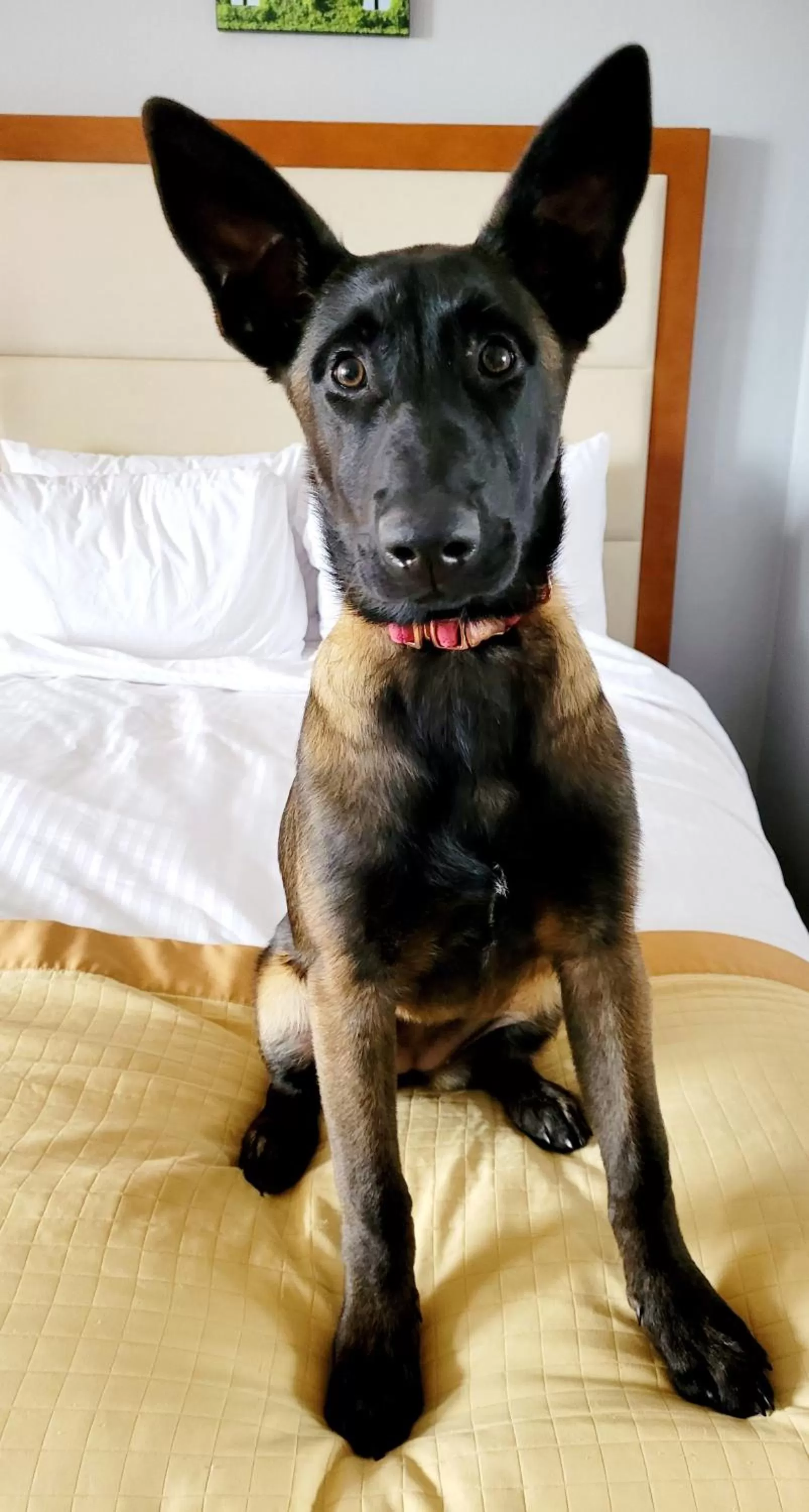 Bedroom in Bangor Grande Hotel