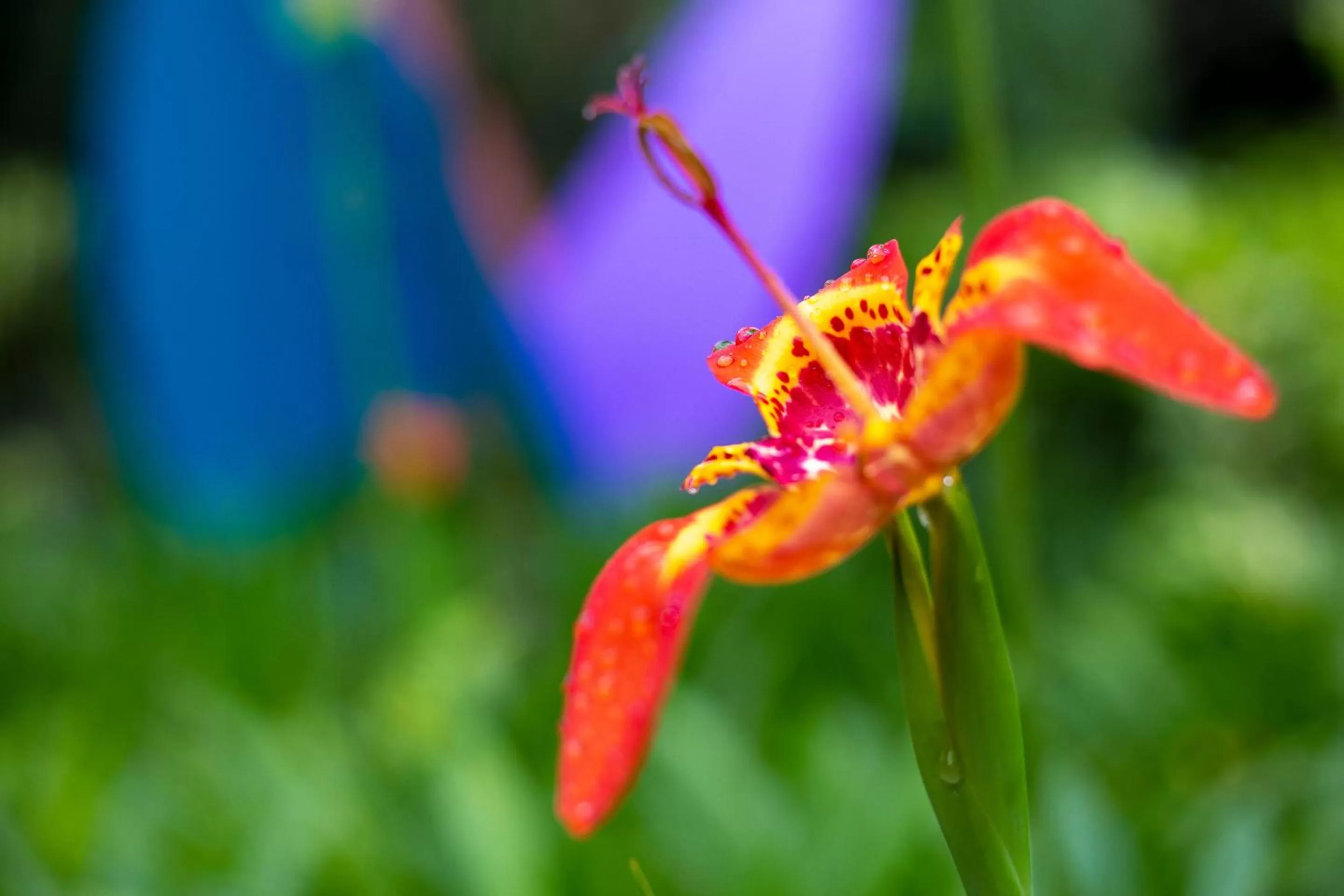 Natural landscape in Xandari Resort & Spa