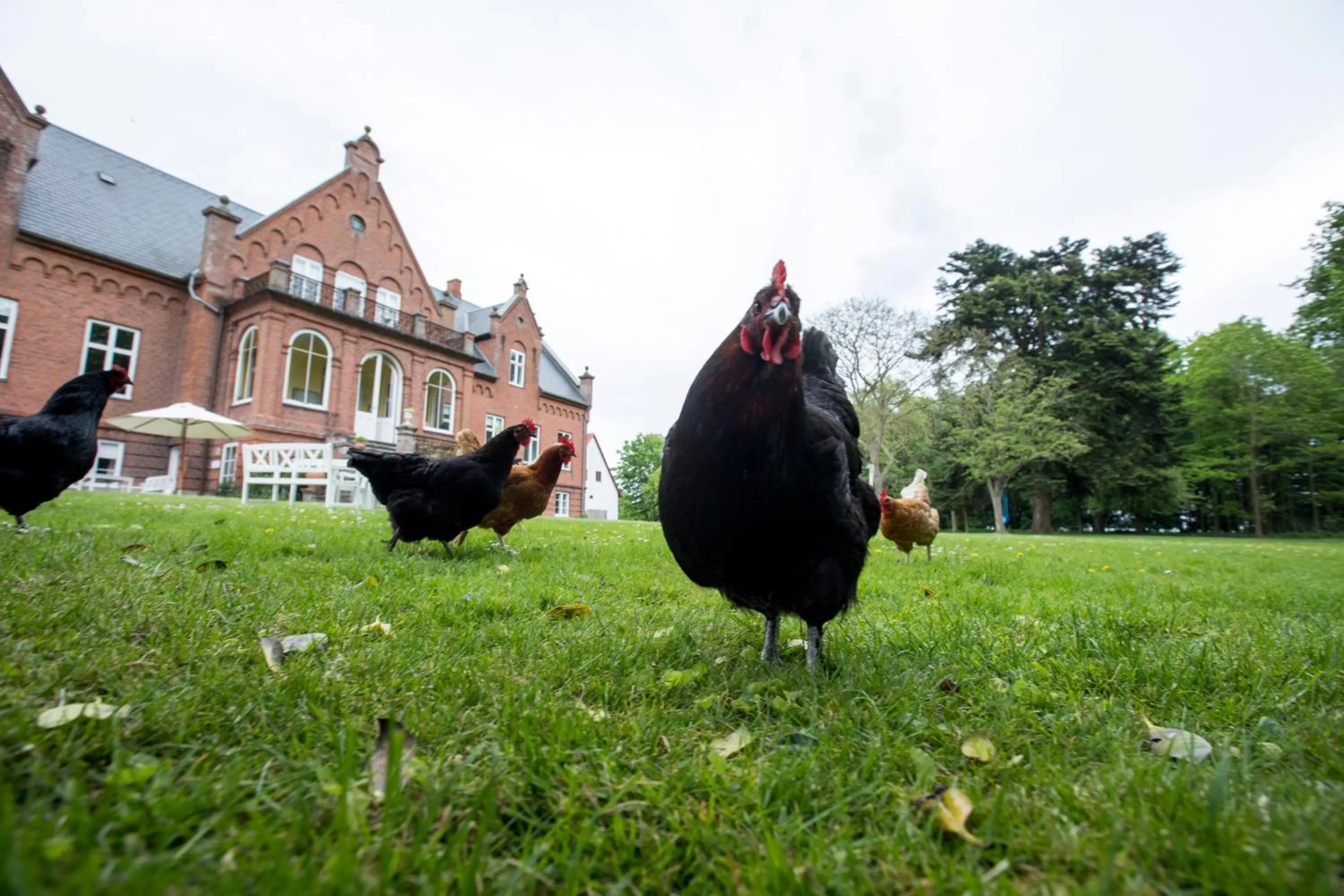 Garden, Other Animals in Ny Kirstineberg Gods Bed & Breakfast