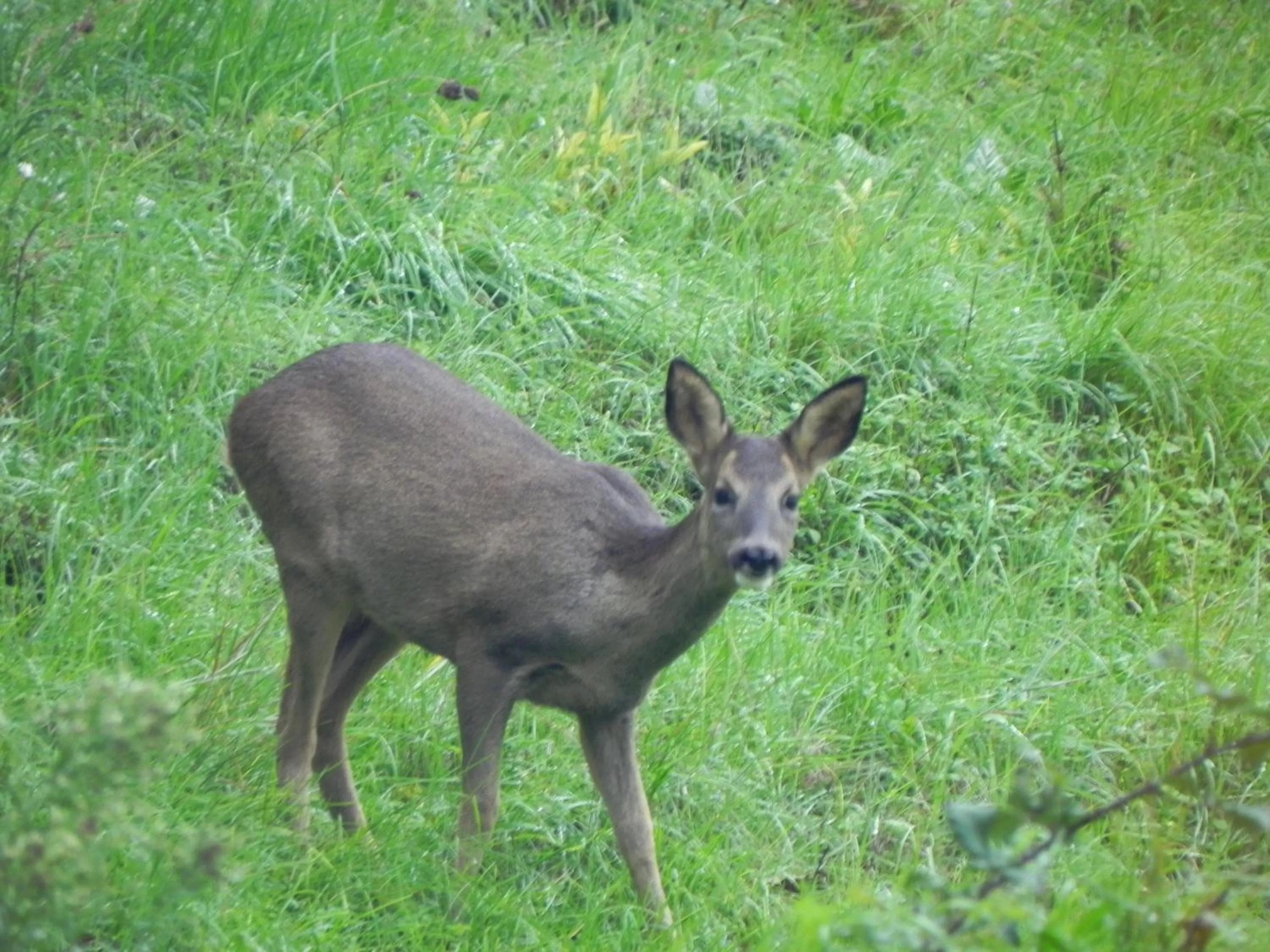 Garden view, Other Animals in Les Patis