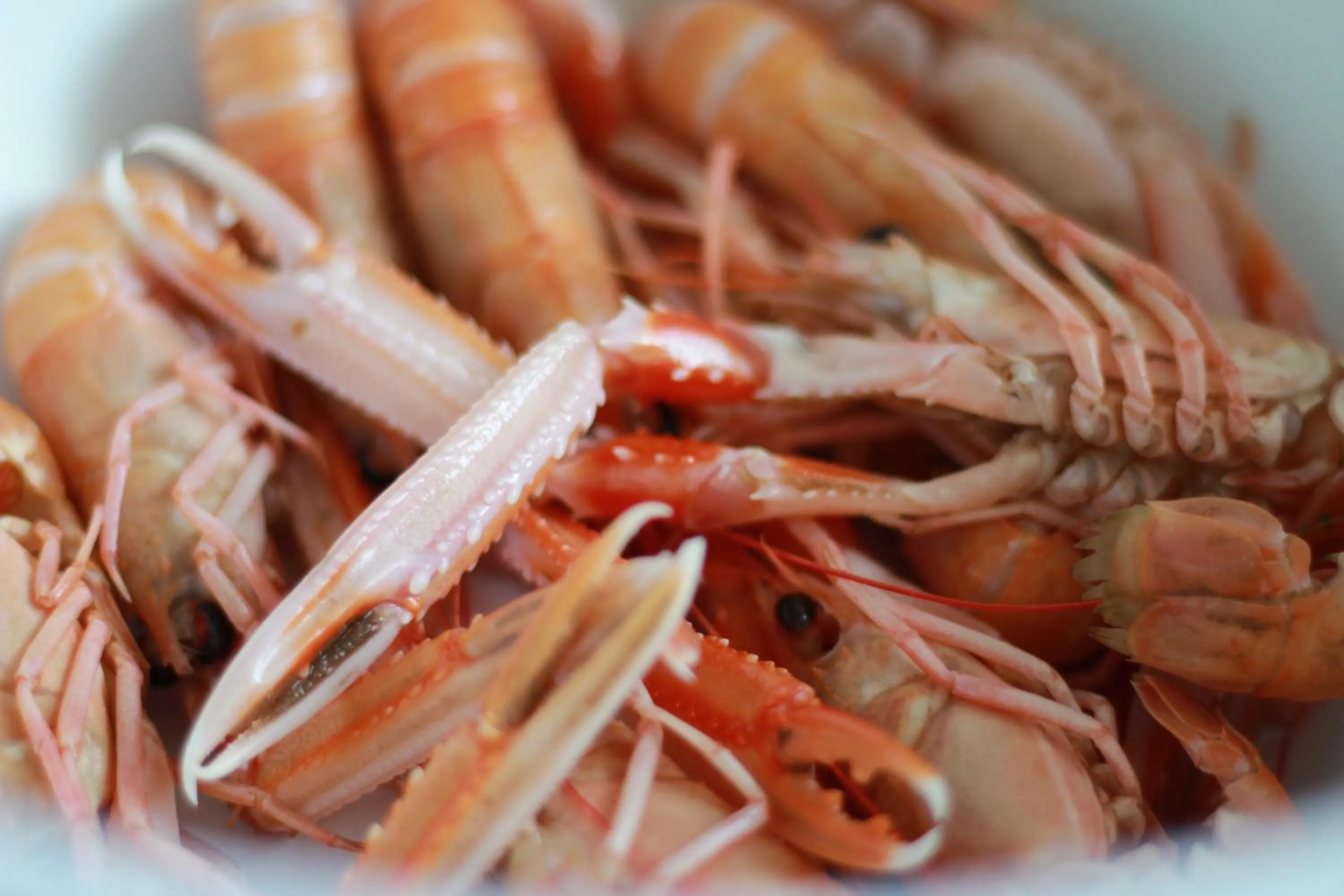 Food and drinks in Hotel Cosmopol