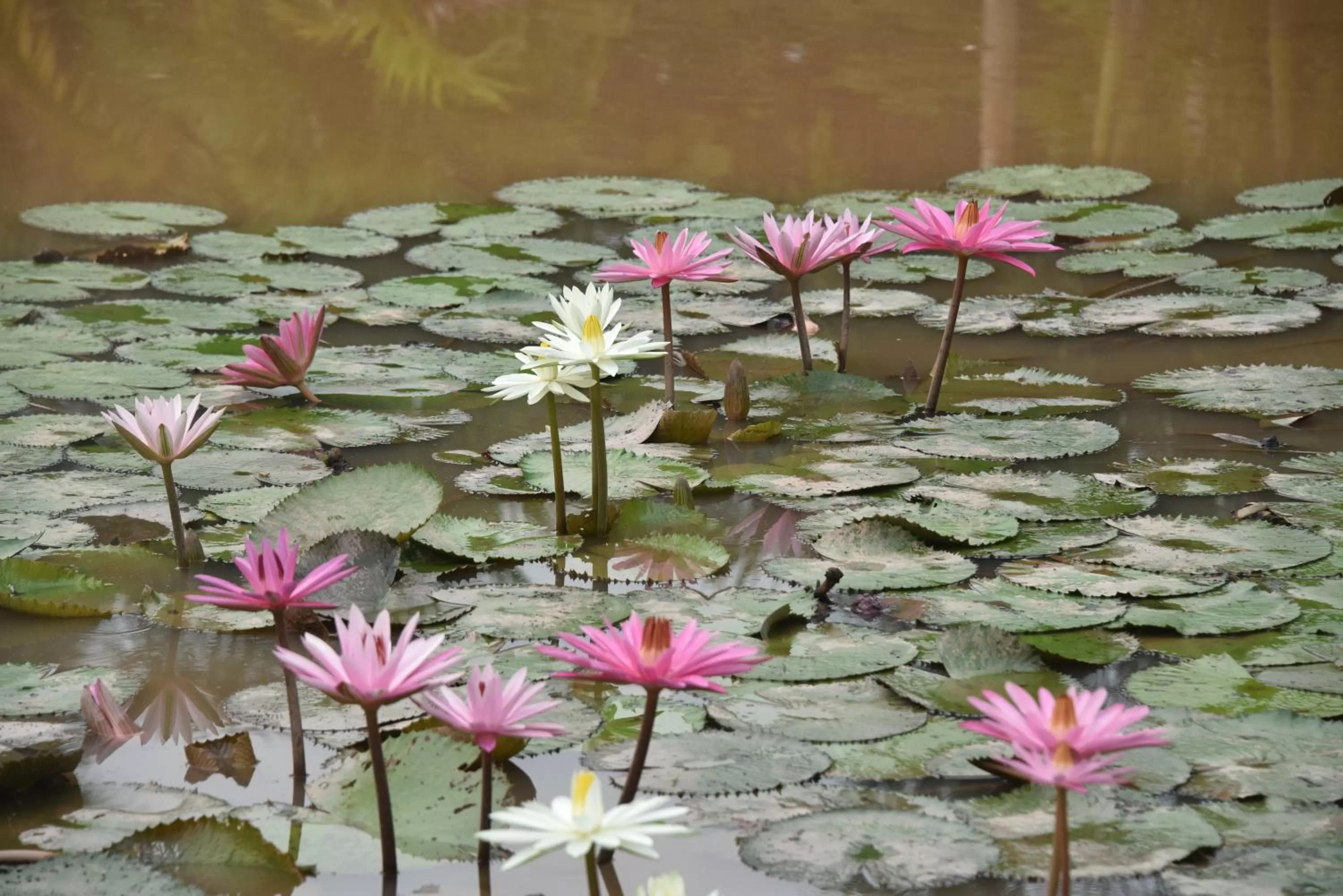 Ecolodge Cosmogénesis
