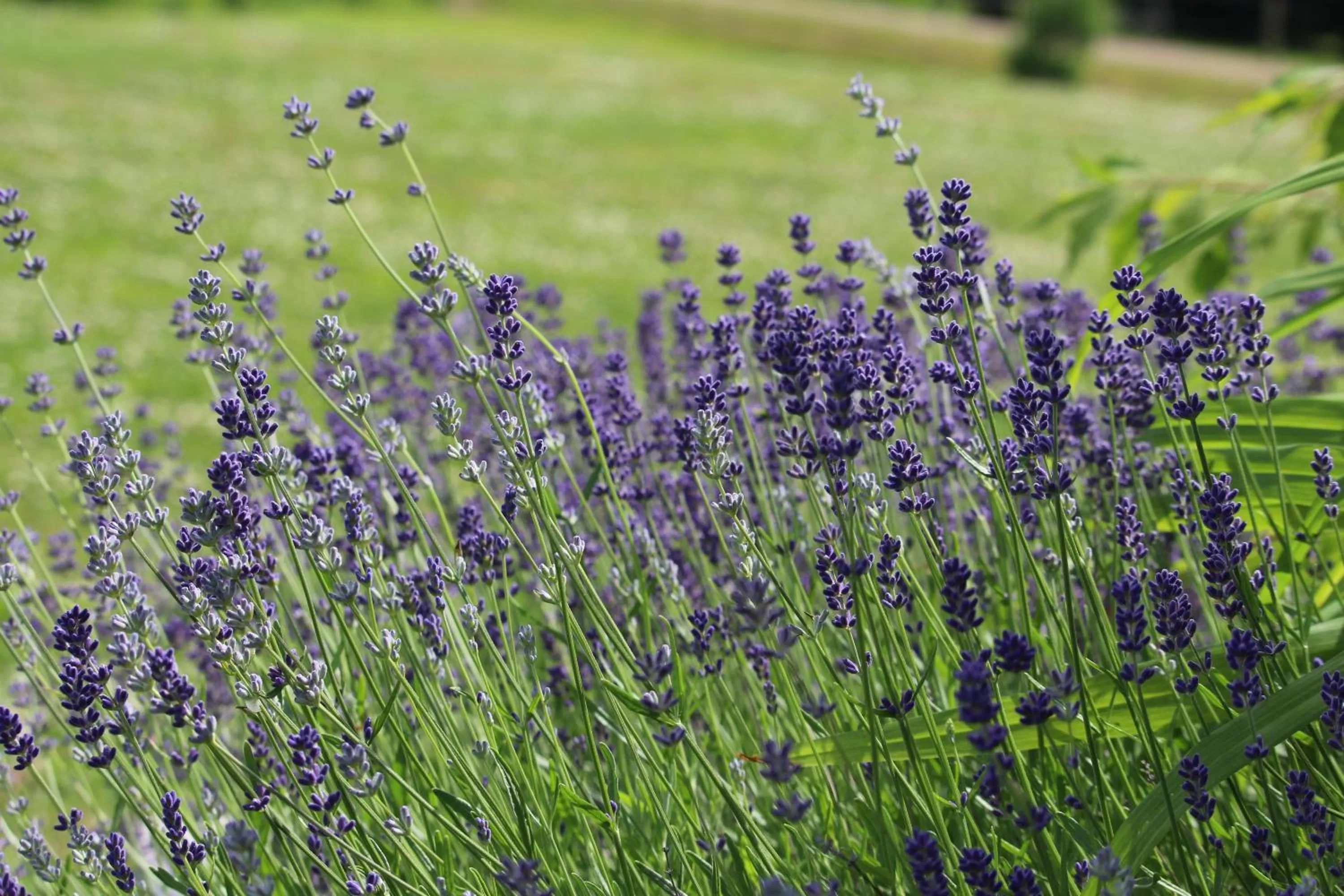 Facade/entrance in Nowak's Own B&B