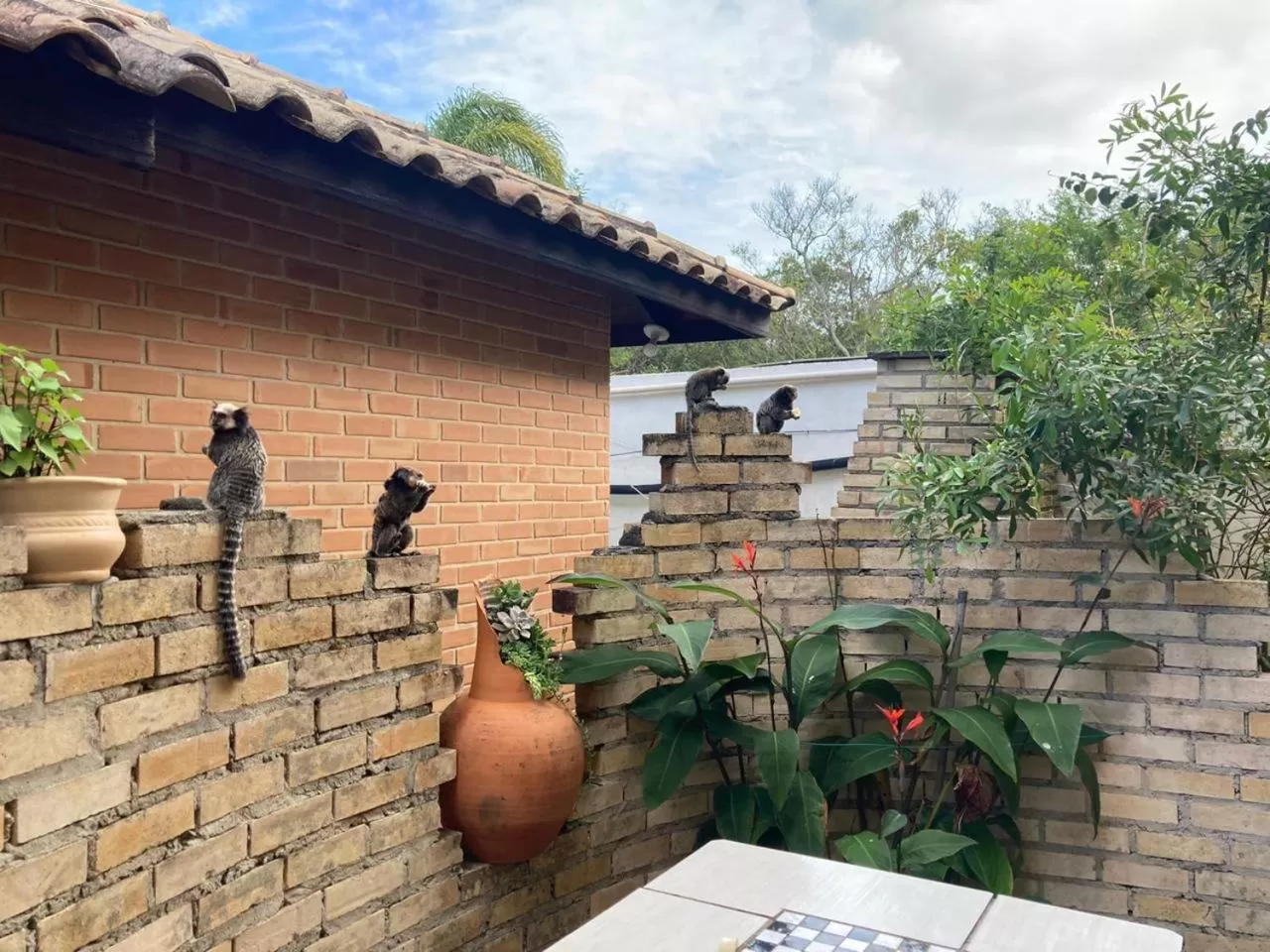 Animals in Pousada Dunasol Floripa