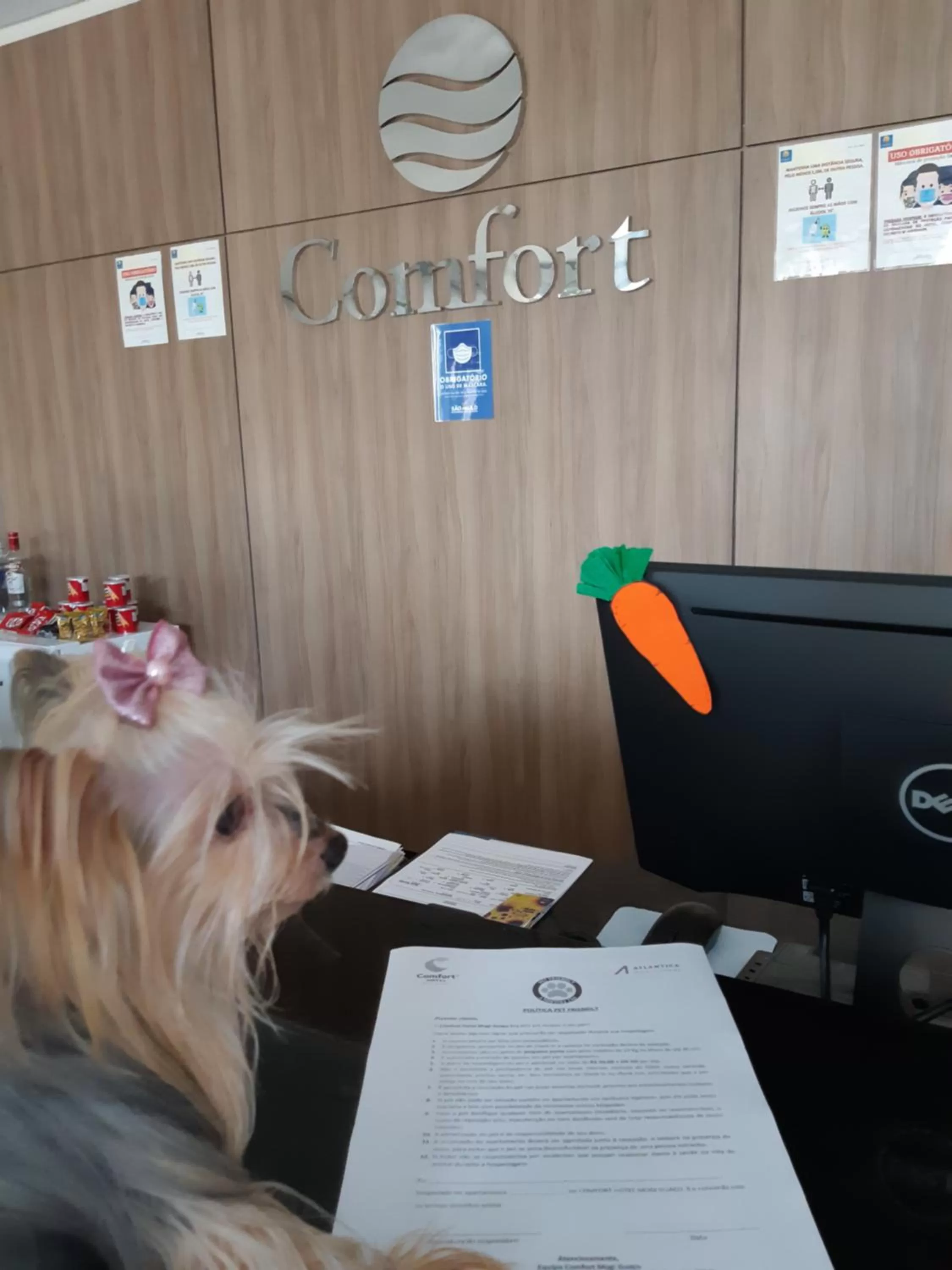 Animals in Comfort Mogi Guaçu