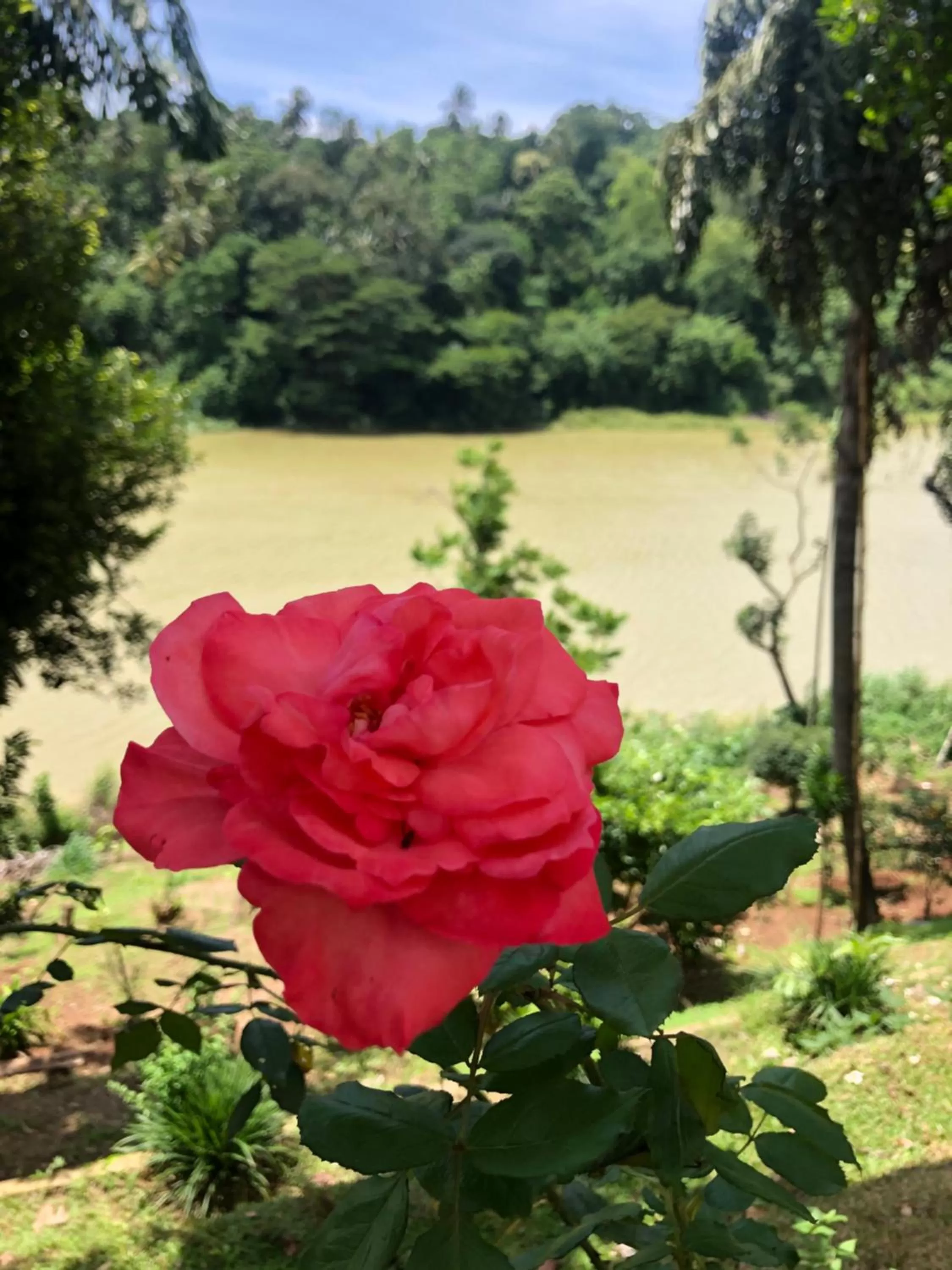 Garden in Kandy Rivers Edge Nature Resort