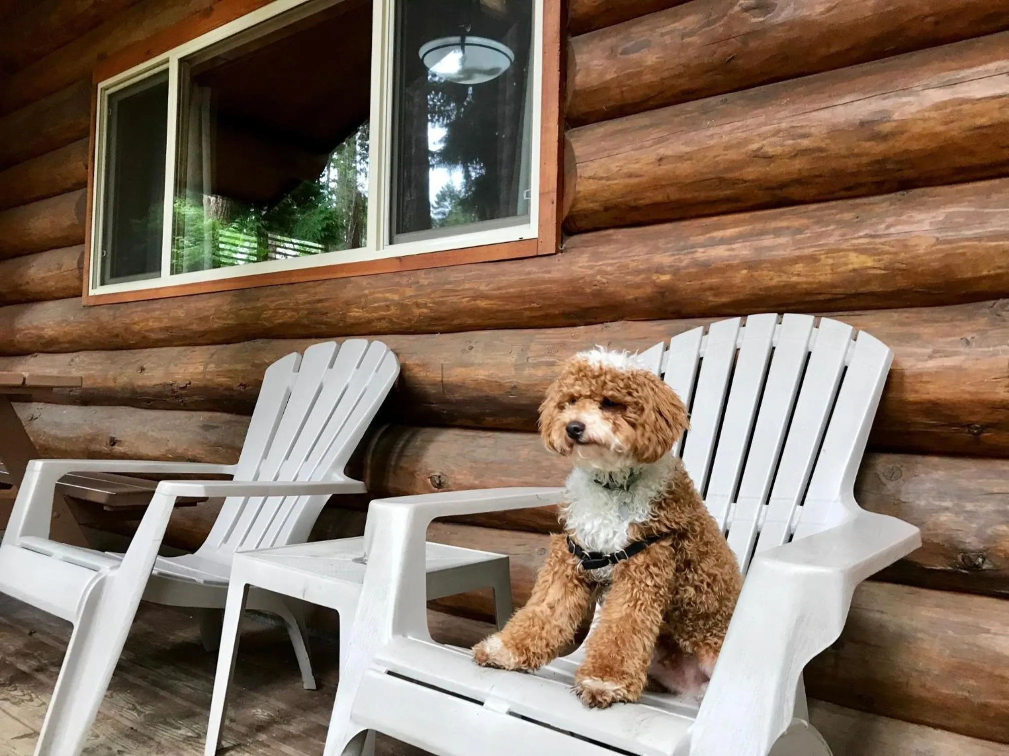 Pets in Tigh-Na-Mara Seaside Spa Resort