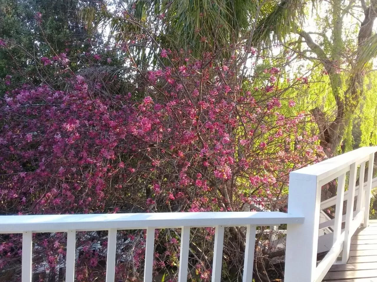 Balcony/Terrace in Aquaelberg Place