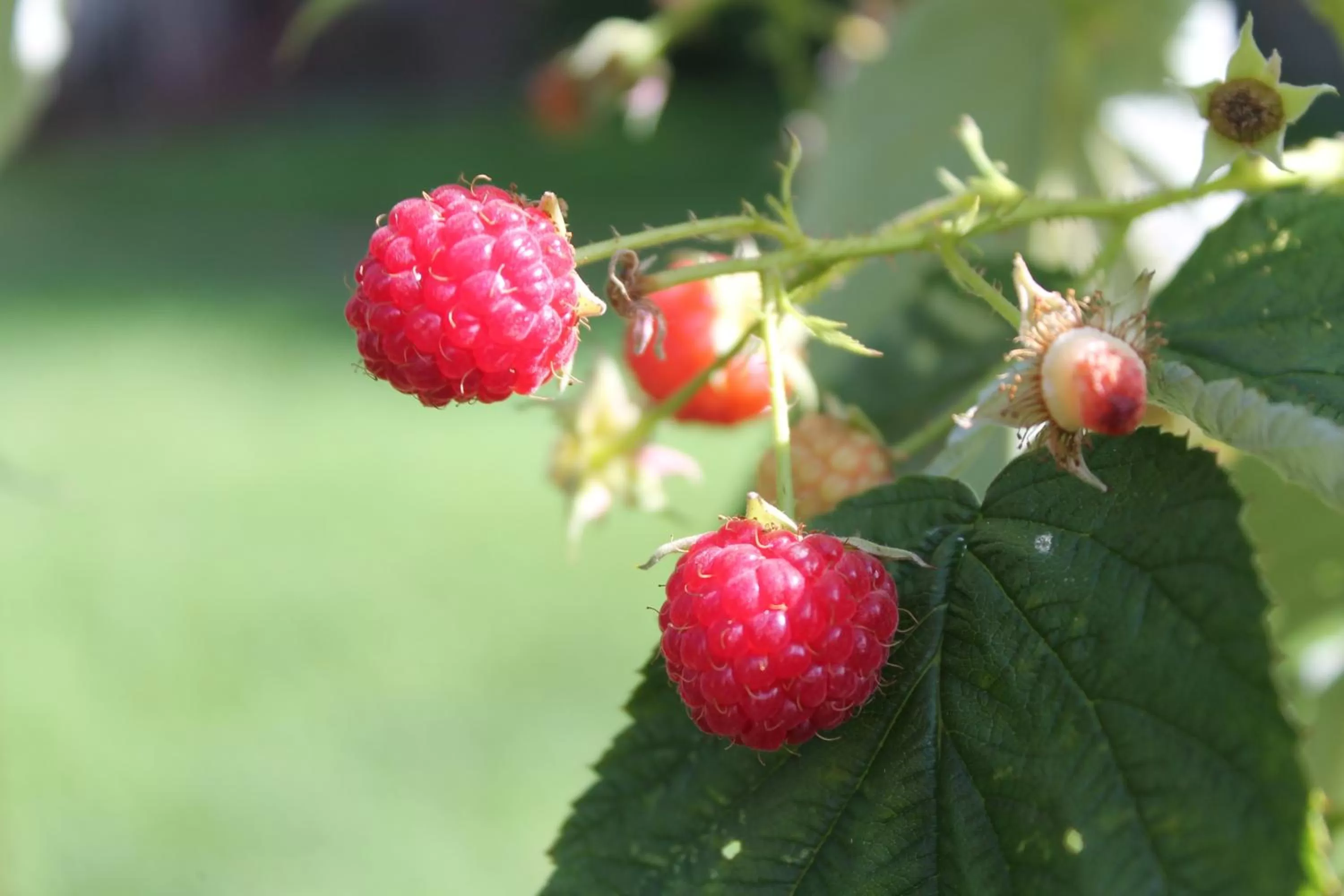 Day in The Queen, A Victorian Bed & Breakfast