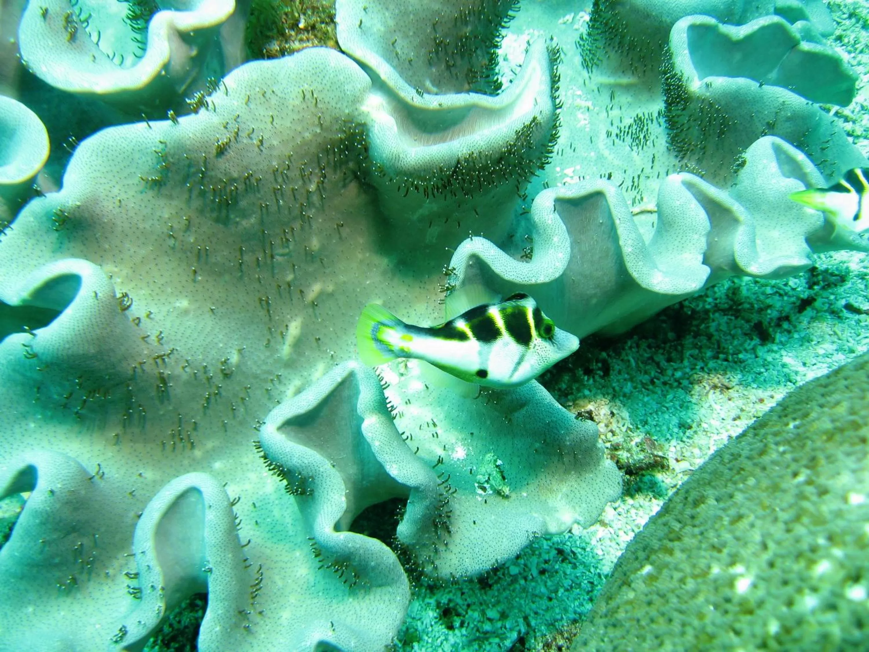 Activities in Puri Bagus Lovina