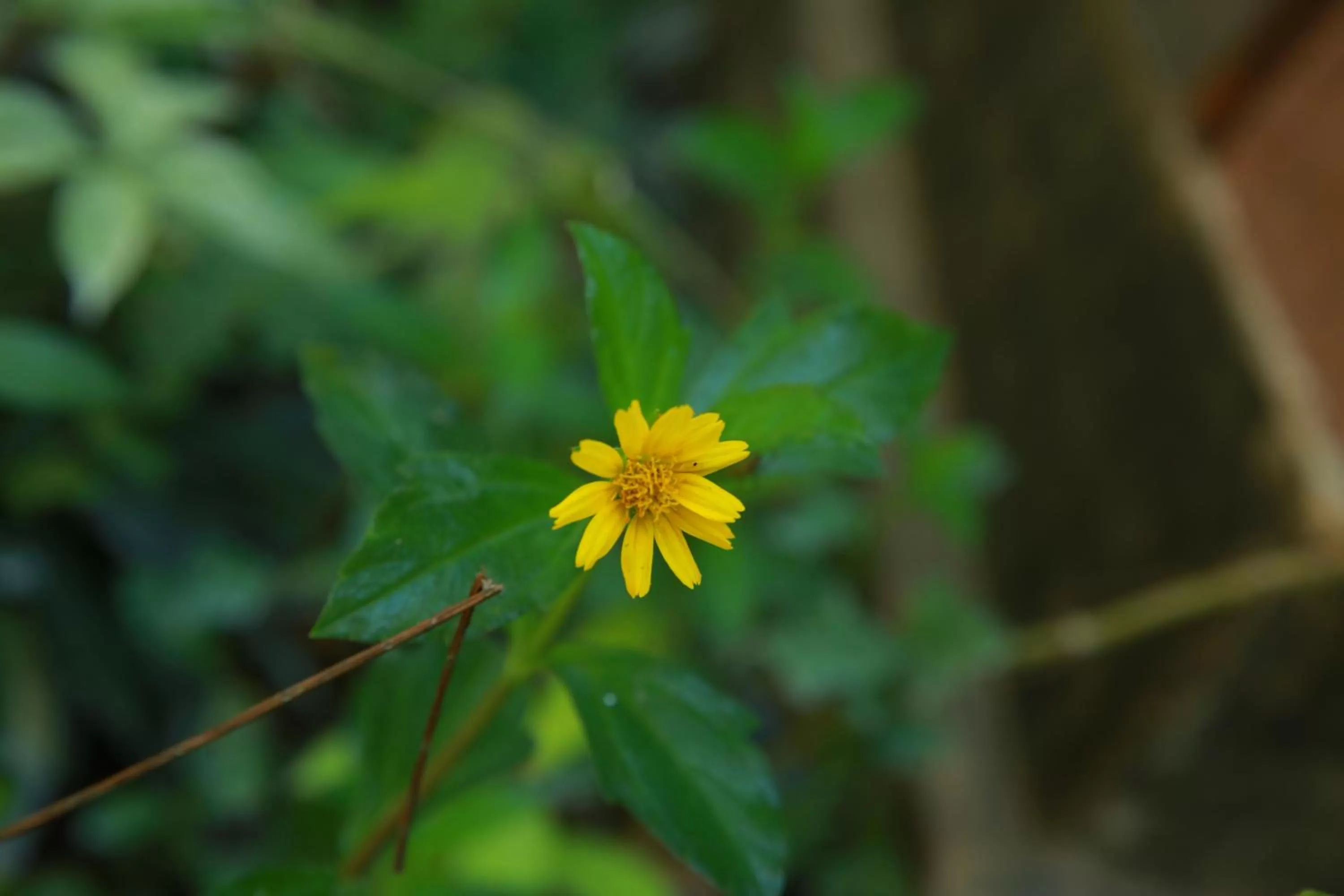 Garden in Limecabanas-srilanka