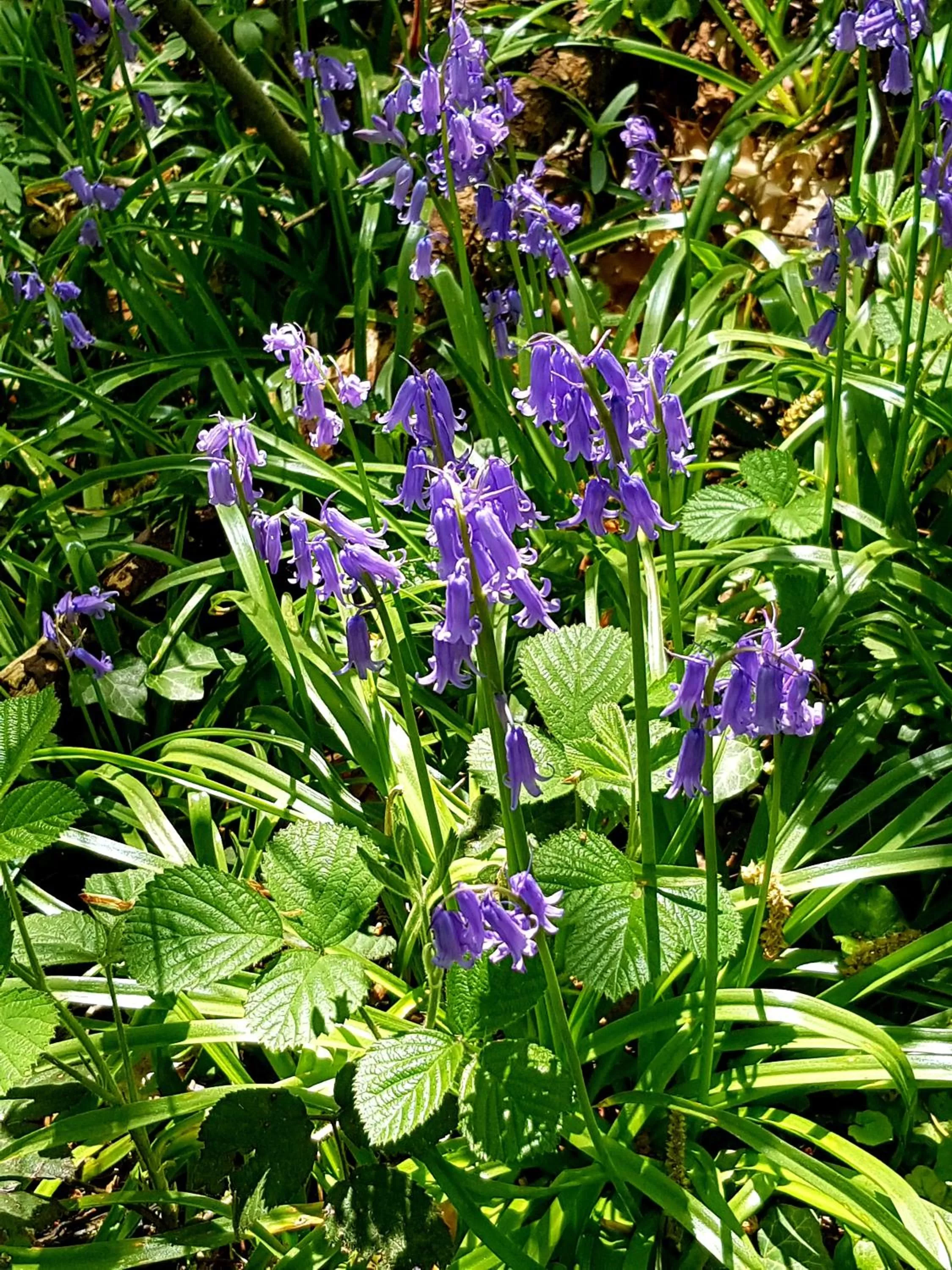 Nearby landmark in B&B prince d’Orange Waterloo