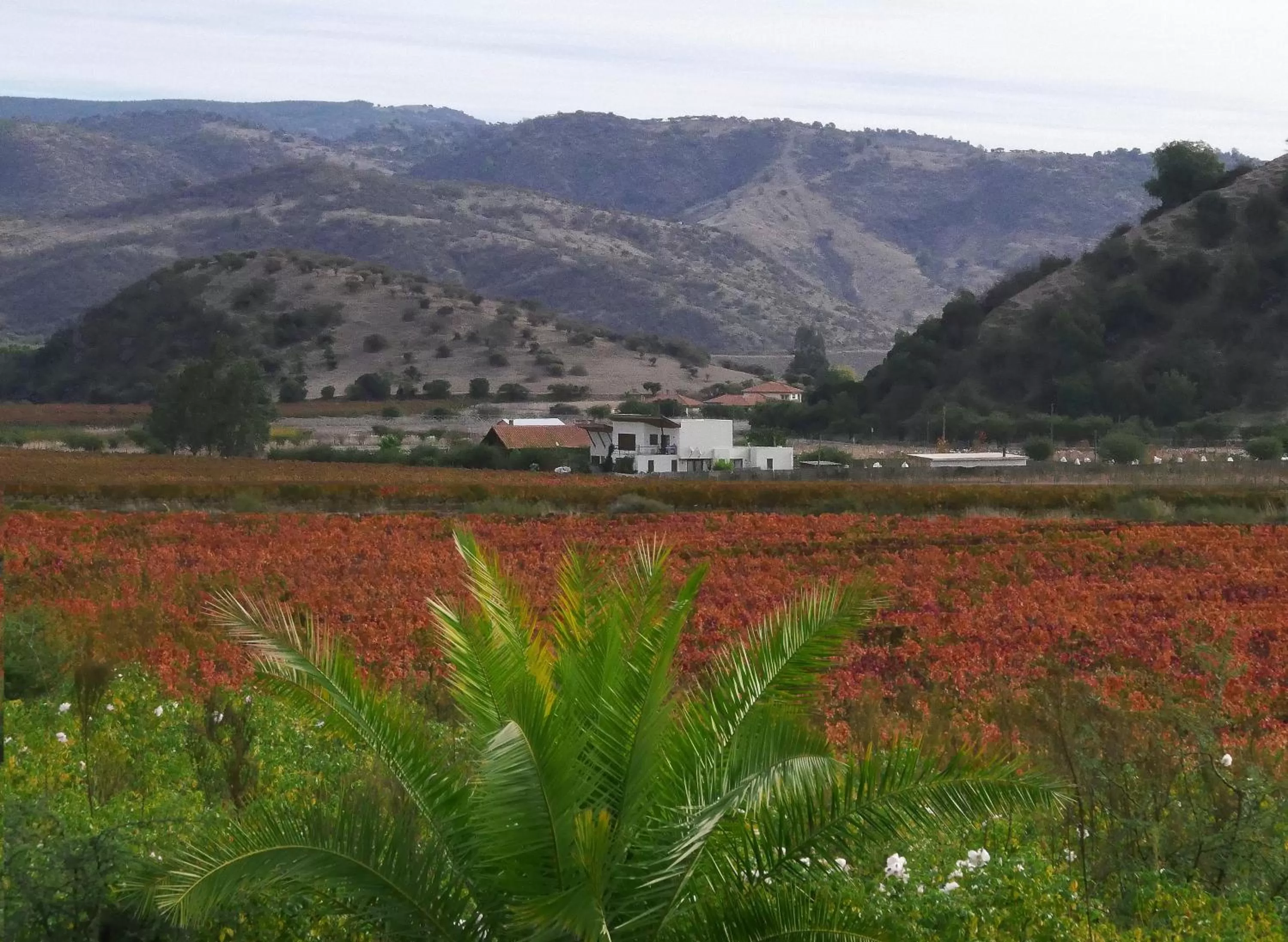 View (from property/room) in Callihue Lodge