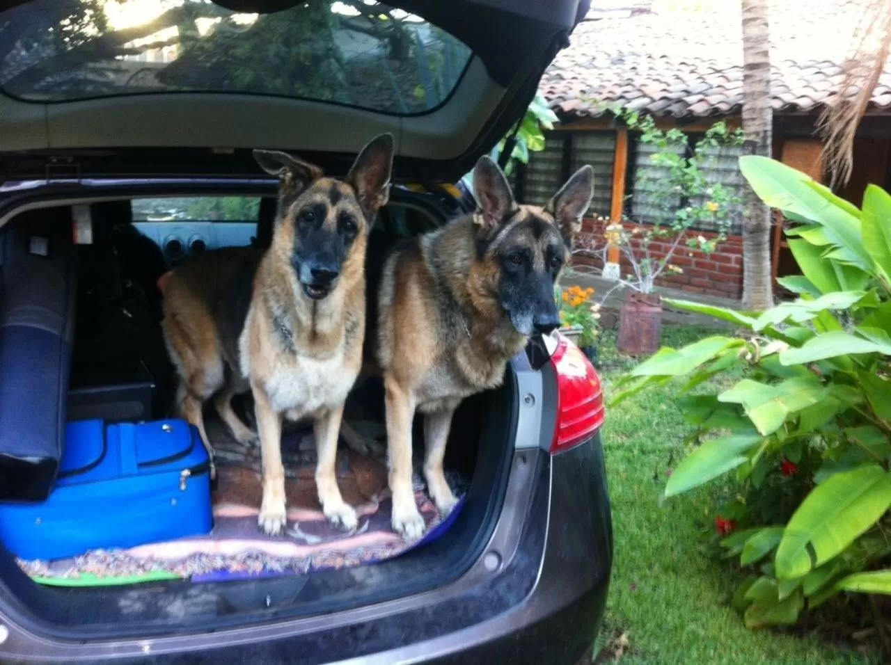 Pets in Hotel Caleta