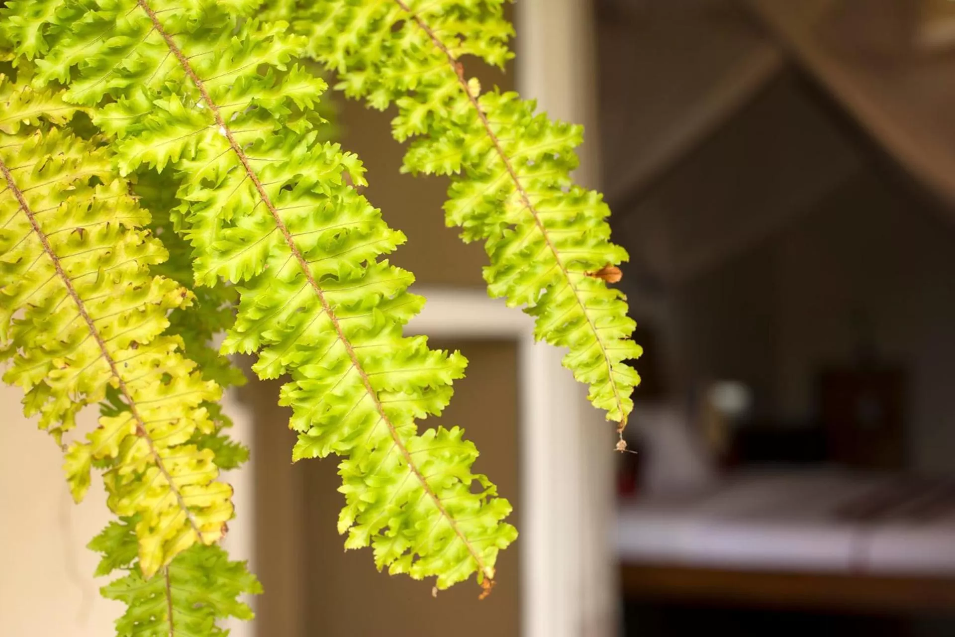 Garden in Entebbe Palm Hotel