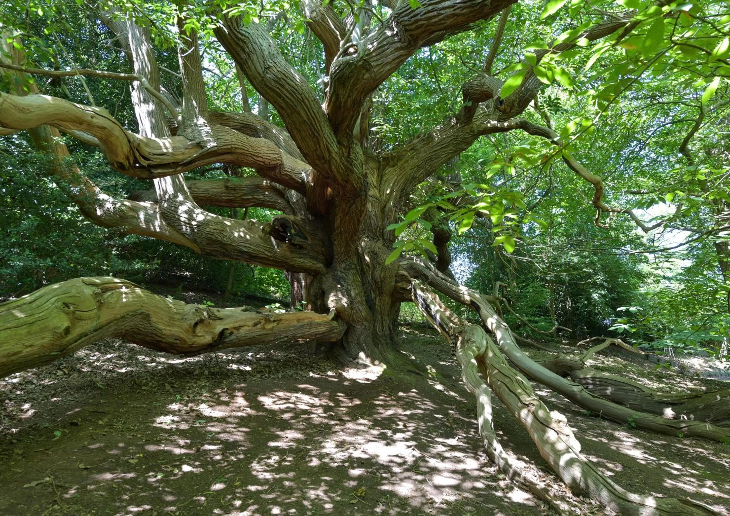 Kateshill House Bed & Breakfast