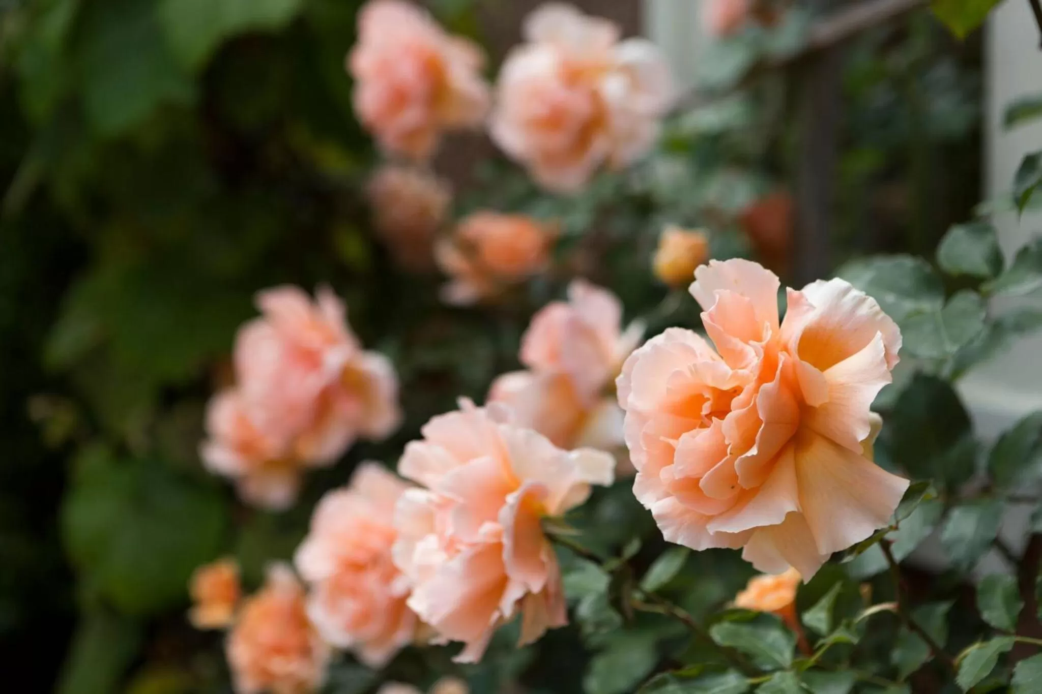 Spring in Tallman Hotel