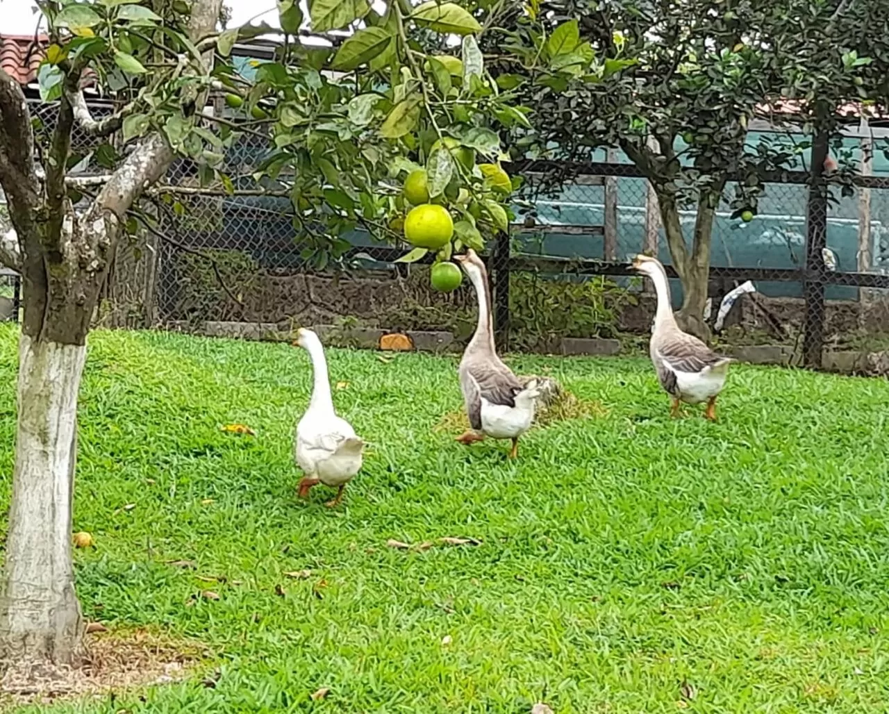 Other Animals in Hotel Hacienda Don Paolo