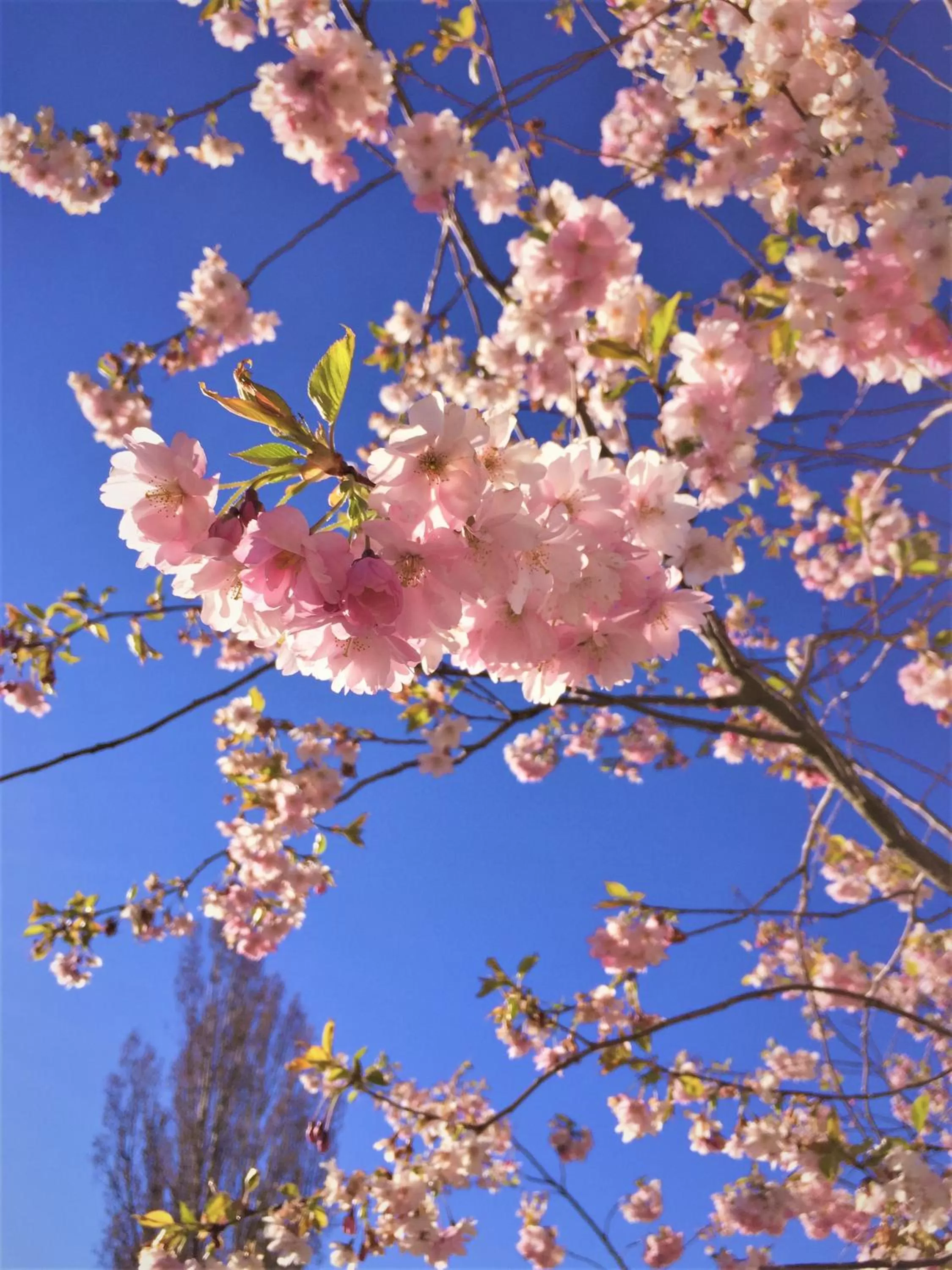 Spring in Hotell City