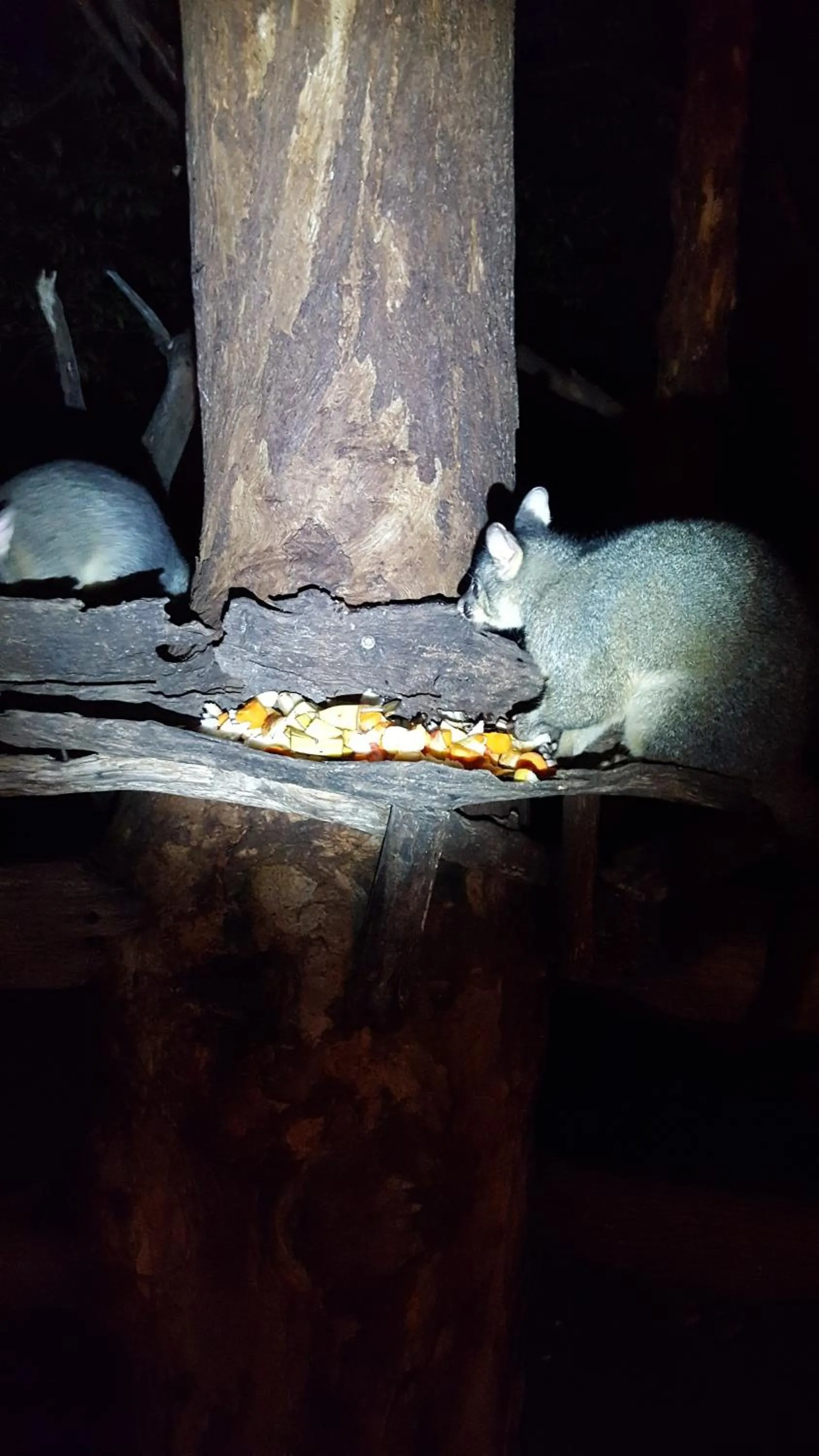 Animals in Kalimna Woods Cottages