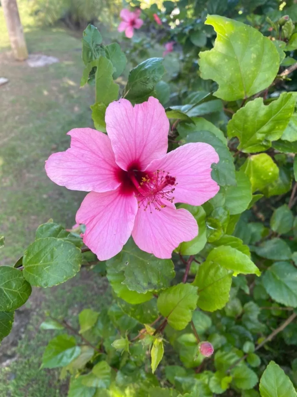 Villa Cajou (Chambre d'hôtes chez l'habitant)