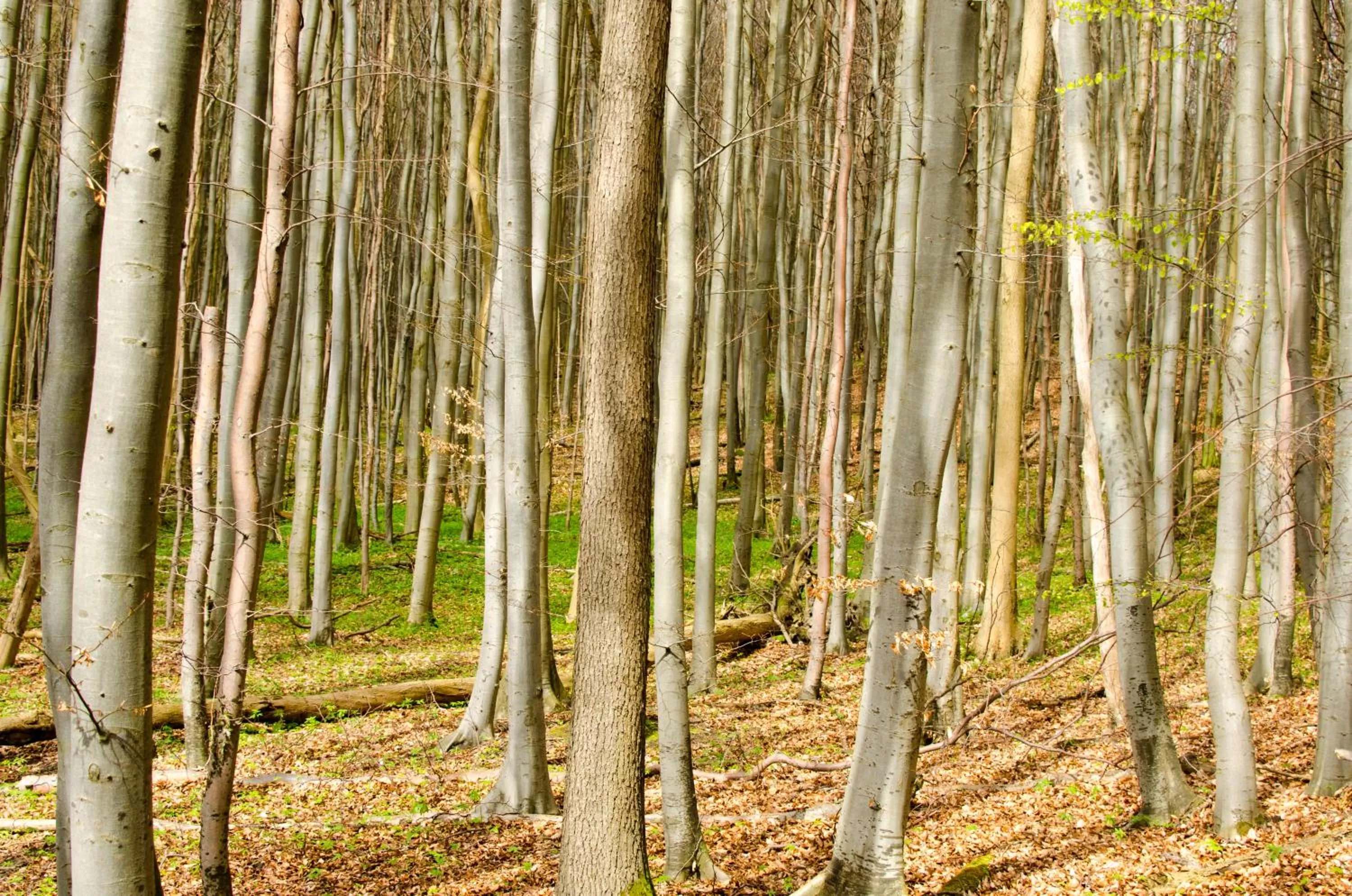 Natural landscape in Mare Balticum