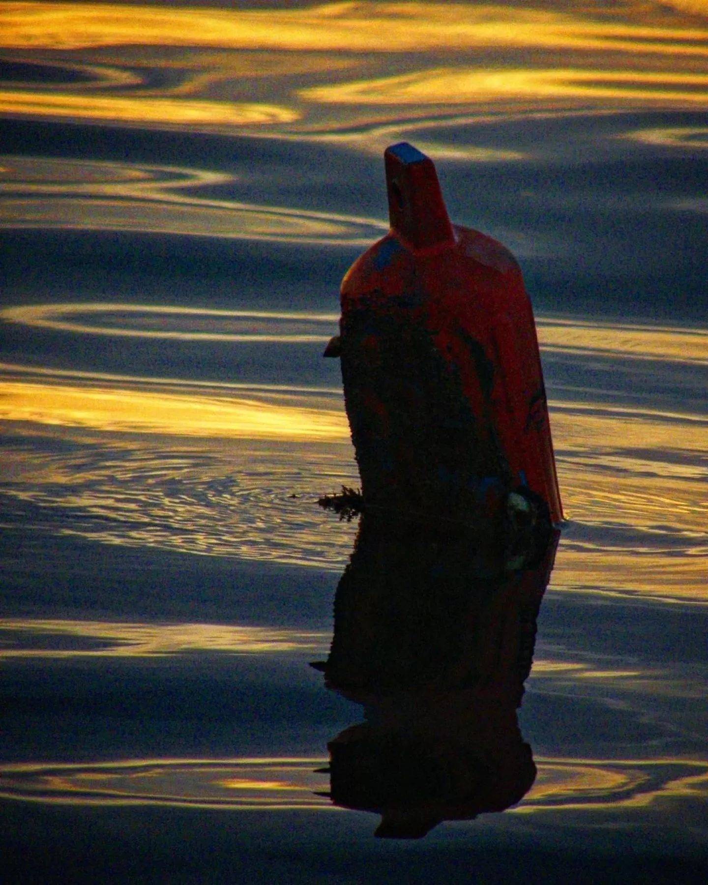 Other Animals in Barrbra BnB Over The Sea