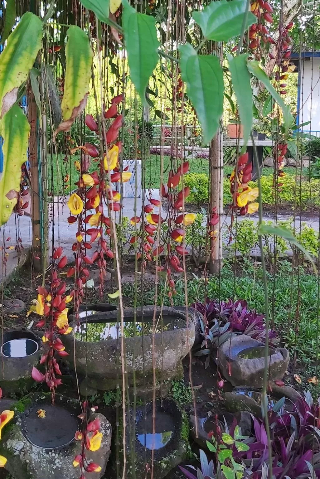 Natural landscape in Balsora Hotel Boutique