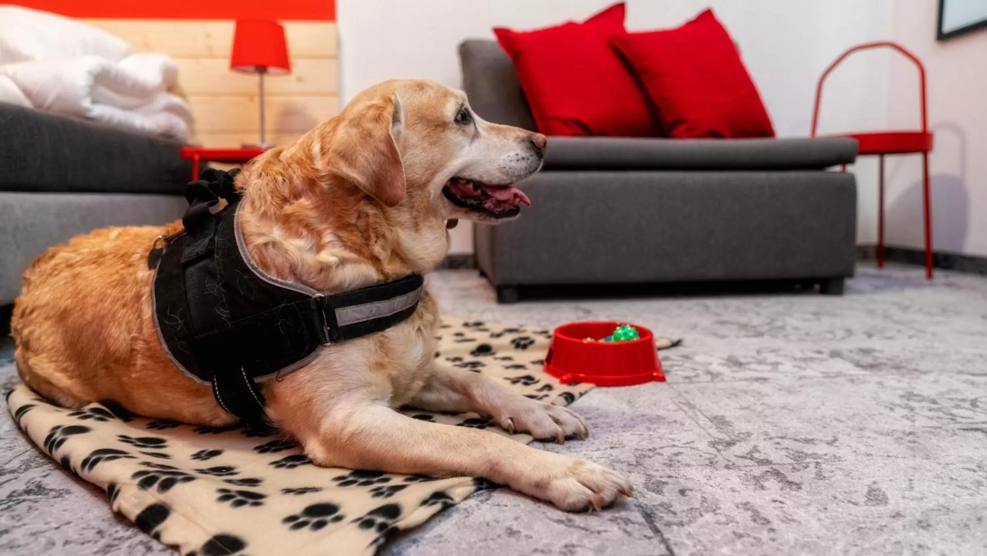 Animals in Gronie Ski & Bike