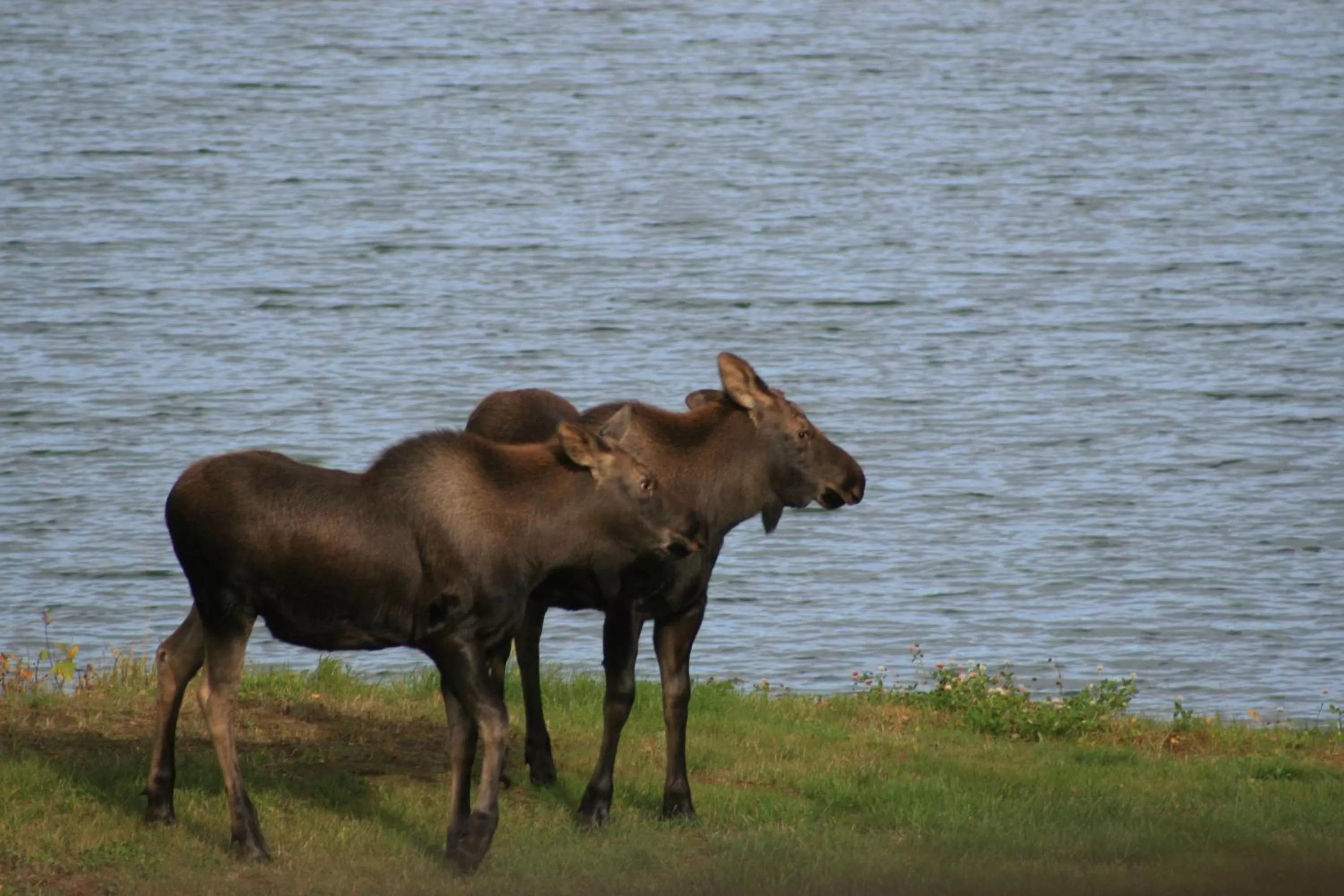 Animals, Other Animals in McKinley View B&B