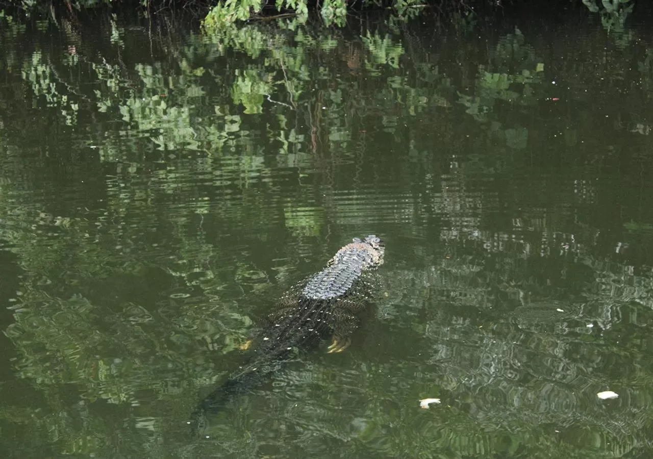 Animals, Other Animals in Uiara Amazon Resort
