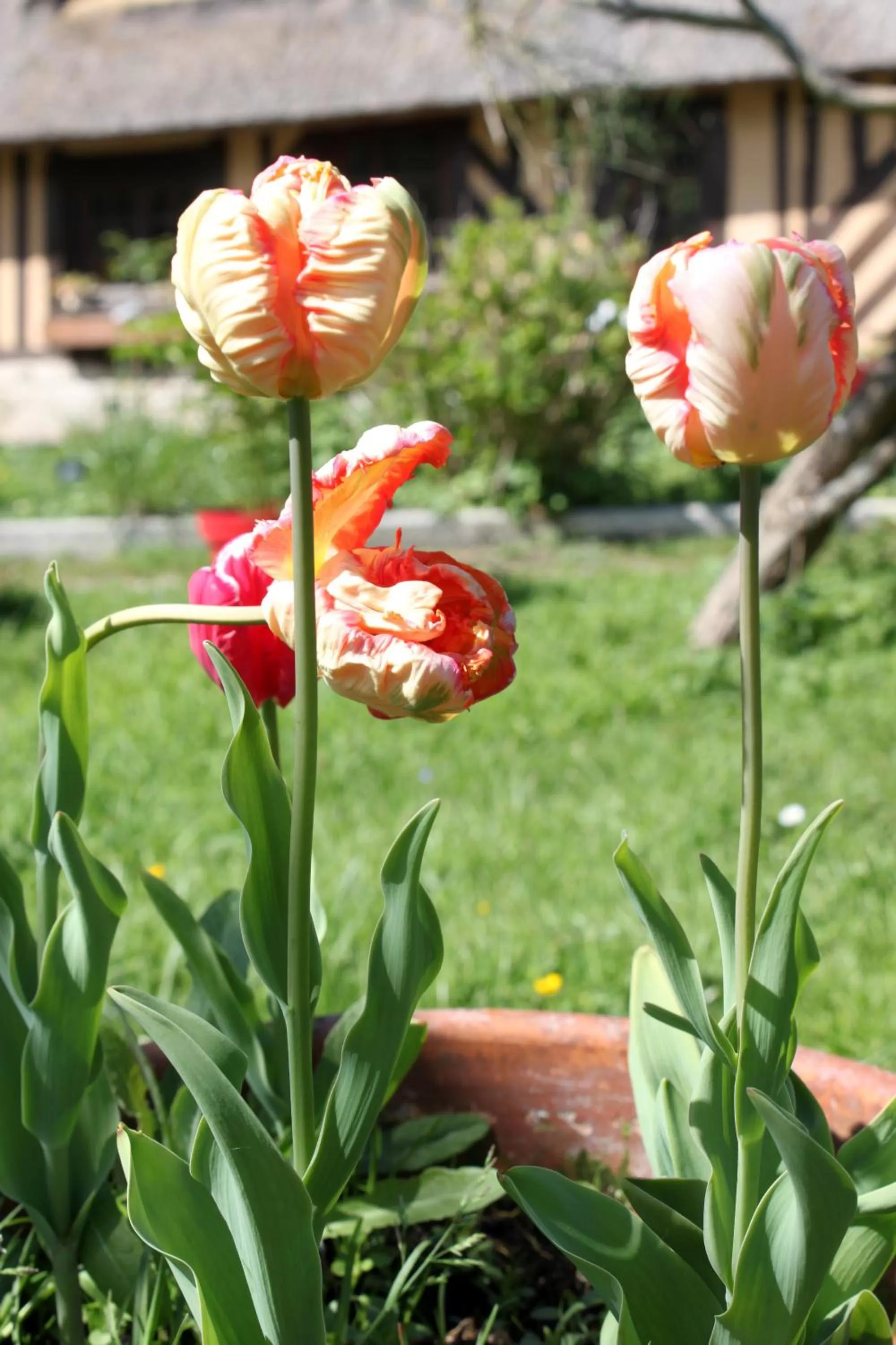Garden in La Romance et la Romanesque