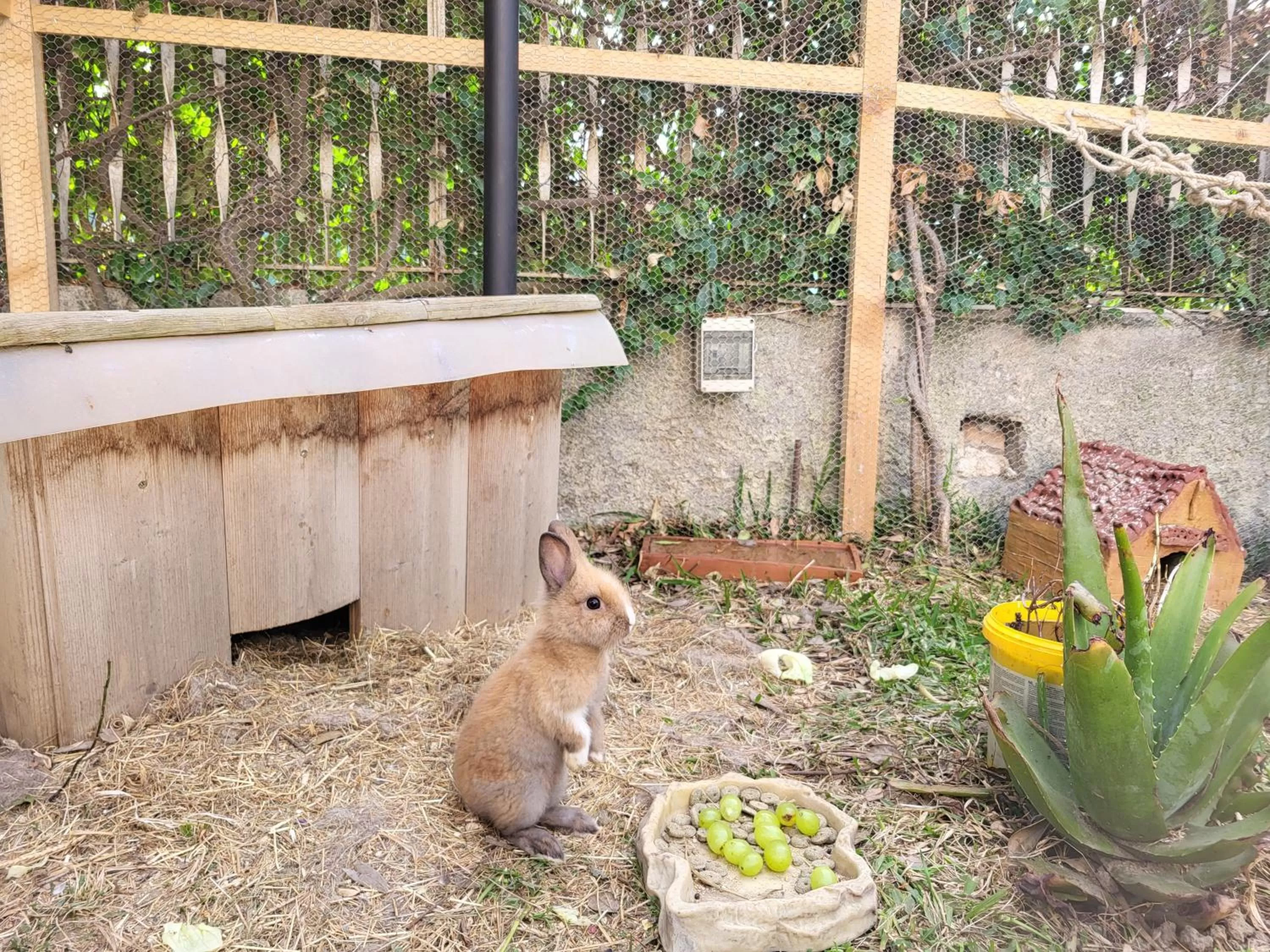 Animals in B&B Magna Grecia