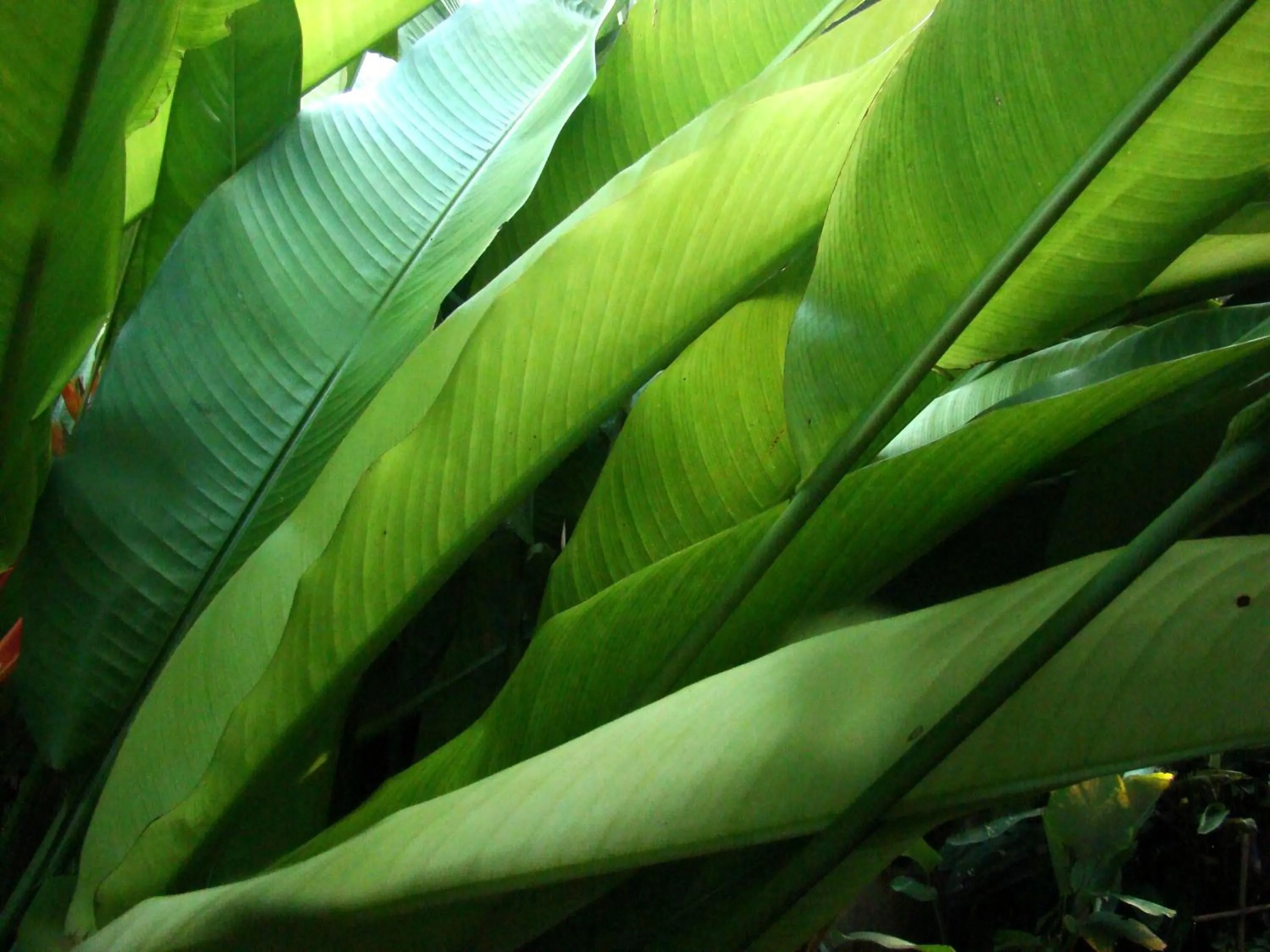 Natural landscape in Teakwood villa
