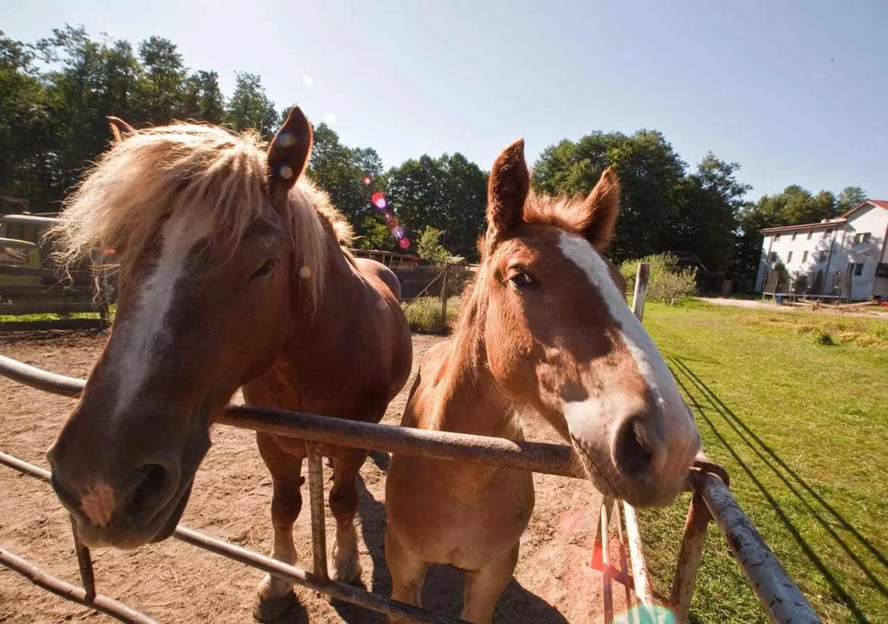 Animals, Horseback Riding in Ziołowa Dolina