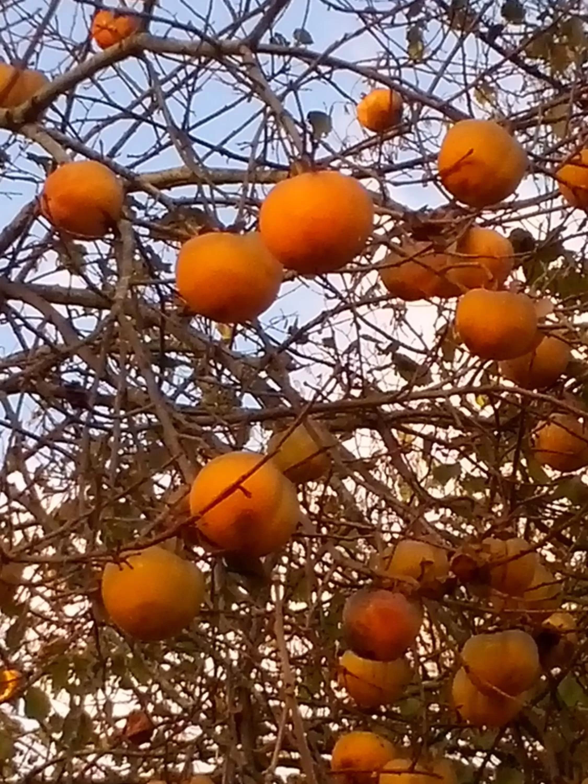 Garden in Villa Hortebise